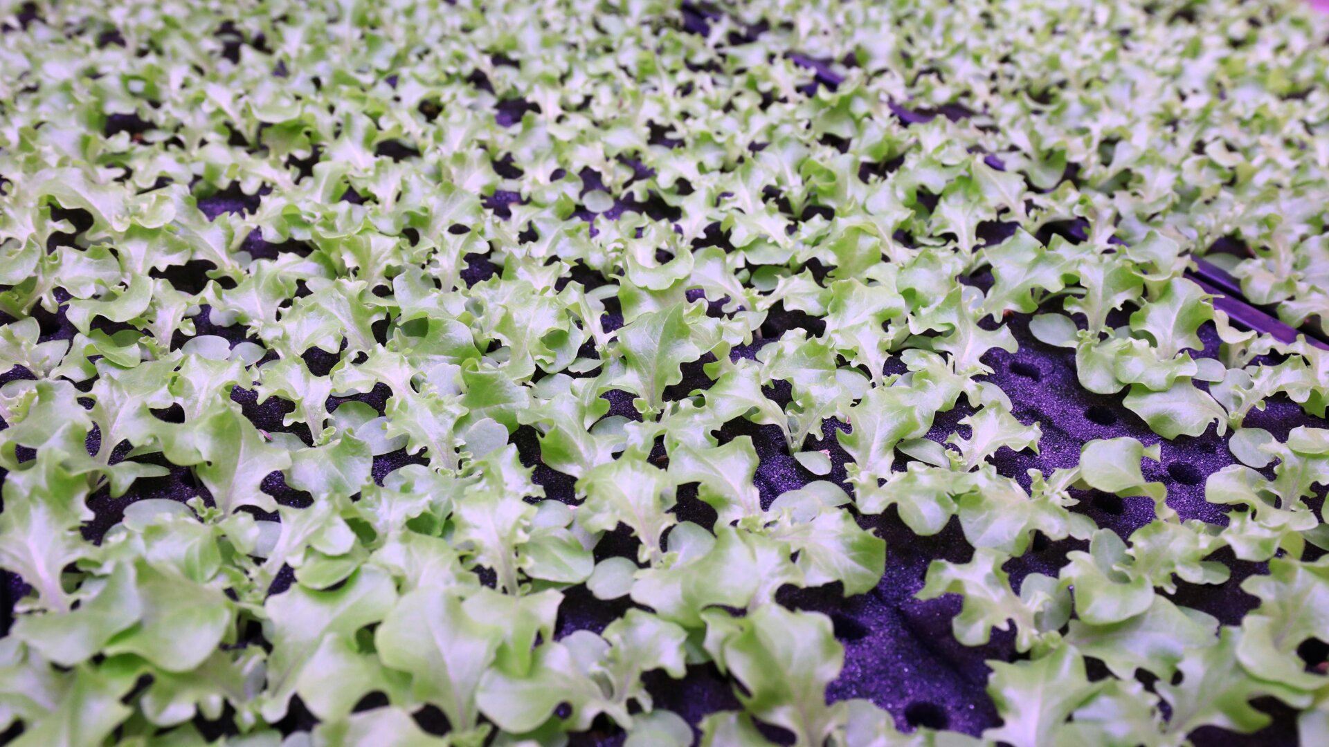 Photo: Chung Sung-Jun