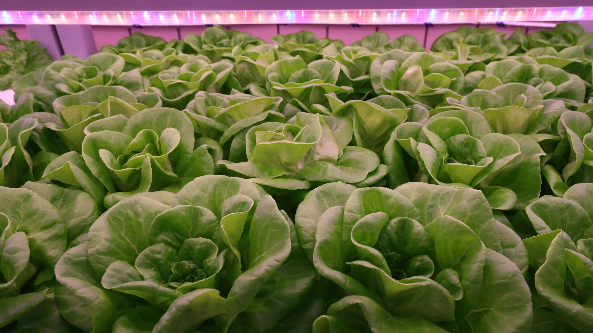 Photo: Chung Sung-Jun