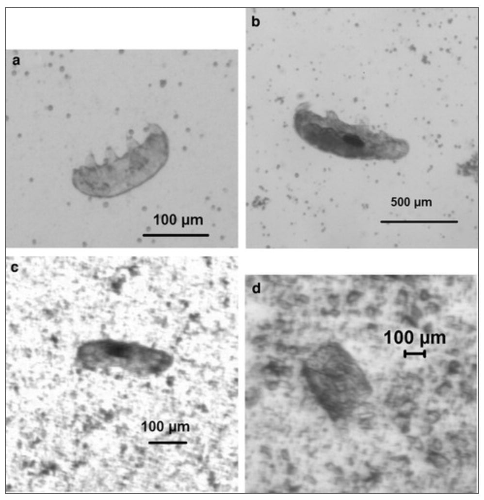 (a) and (b) show tardigrades before impact testing, (c) shows a surviving tardigrade that survived an impact of 729 m/s, and (d) shows a fragment of a tardigrade shot at 901 m/s. 