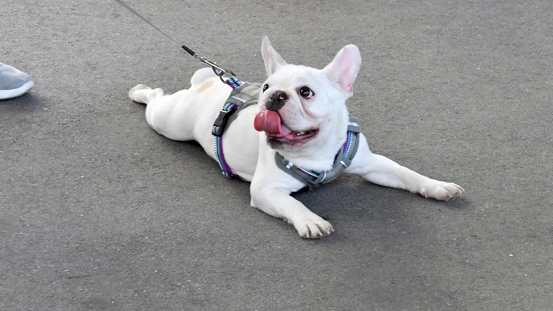 An unidentified dog at the Paws & Play Music Festival on June 3, 2018, in Nashville, Tennessee.