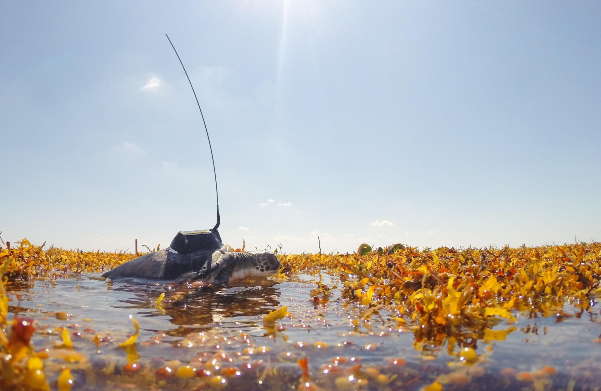 The turtles will lie on the mats of sargassum.