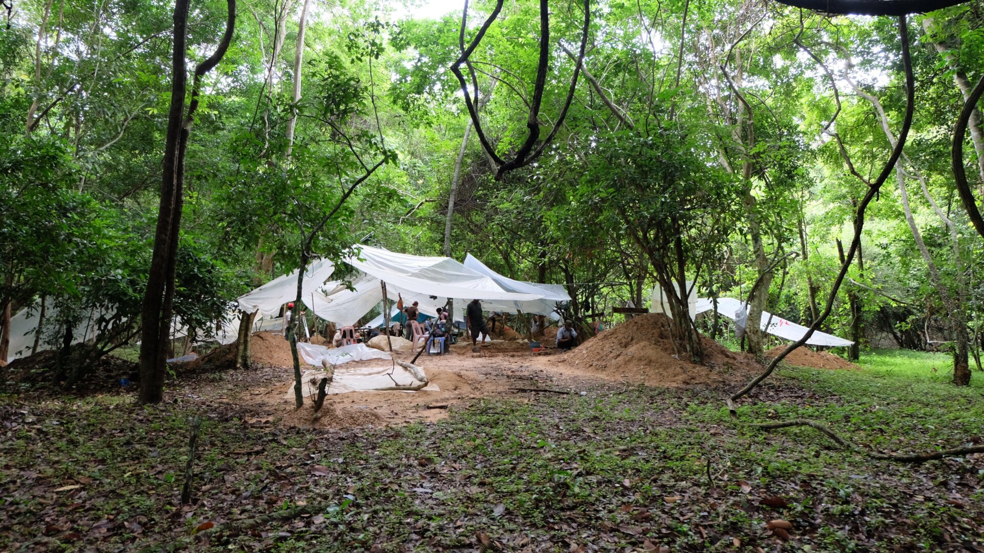 Excavation trenches within the trees at Angkor Wat.