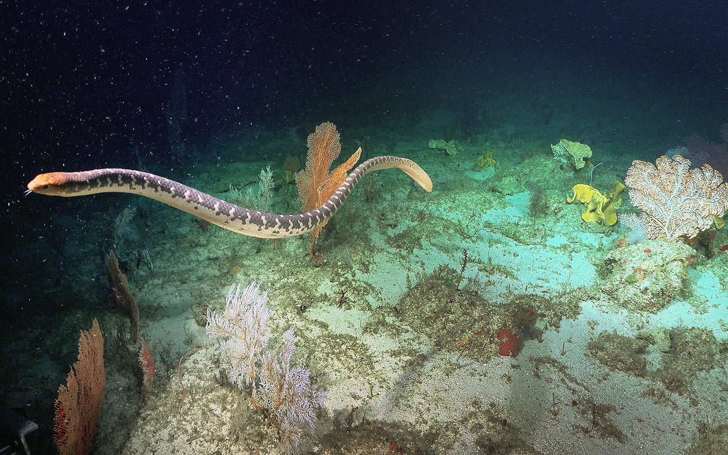 Another sea snake.