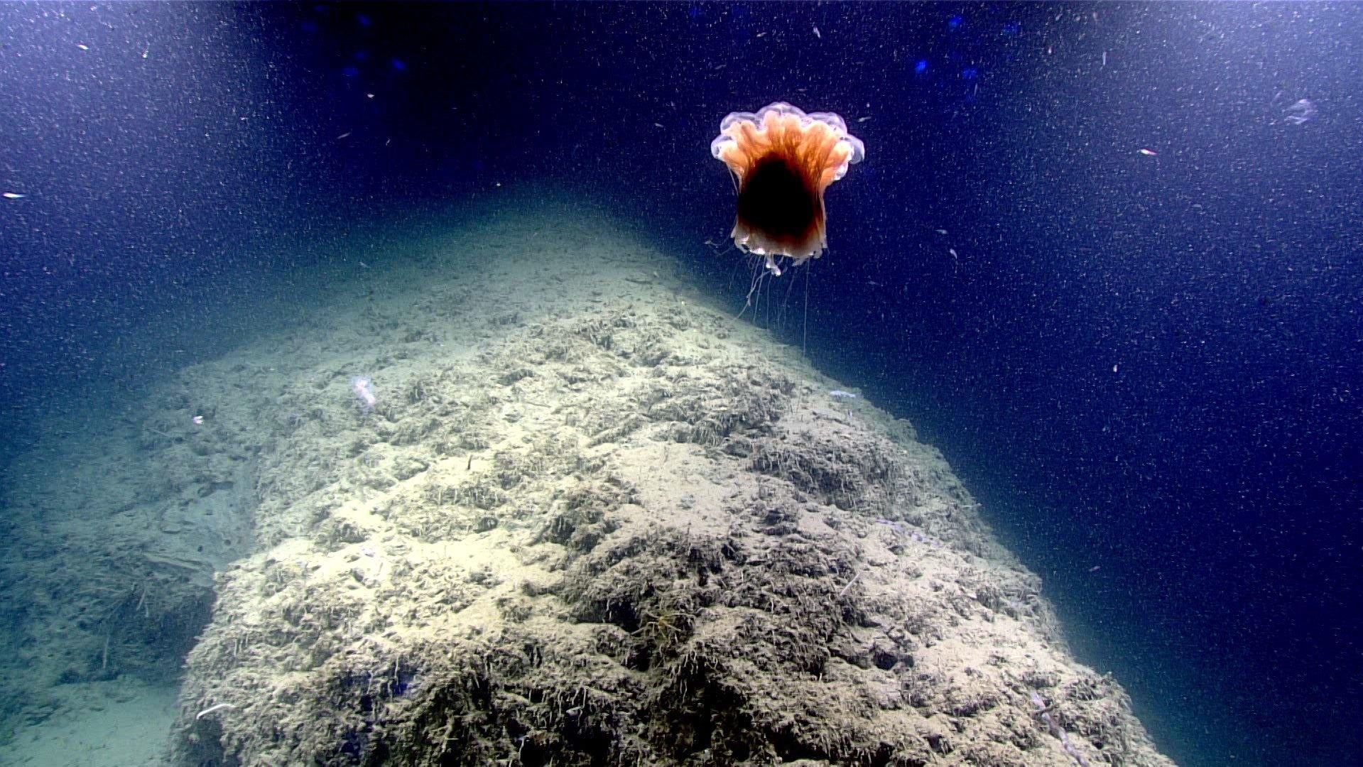 Photo: NOAA Ocean Exploration