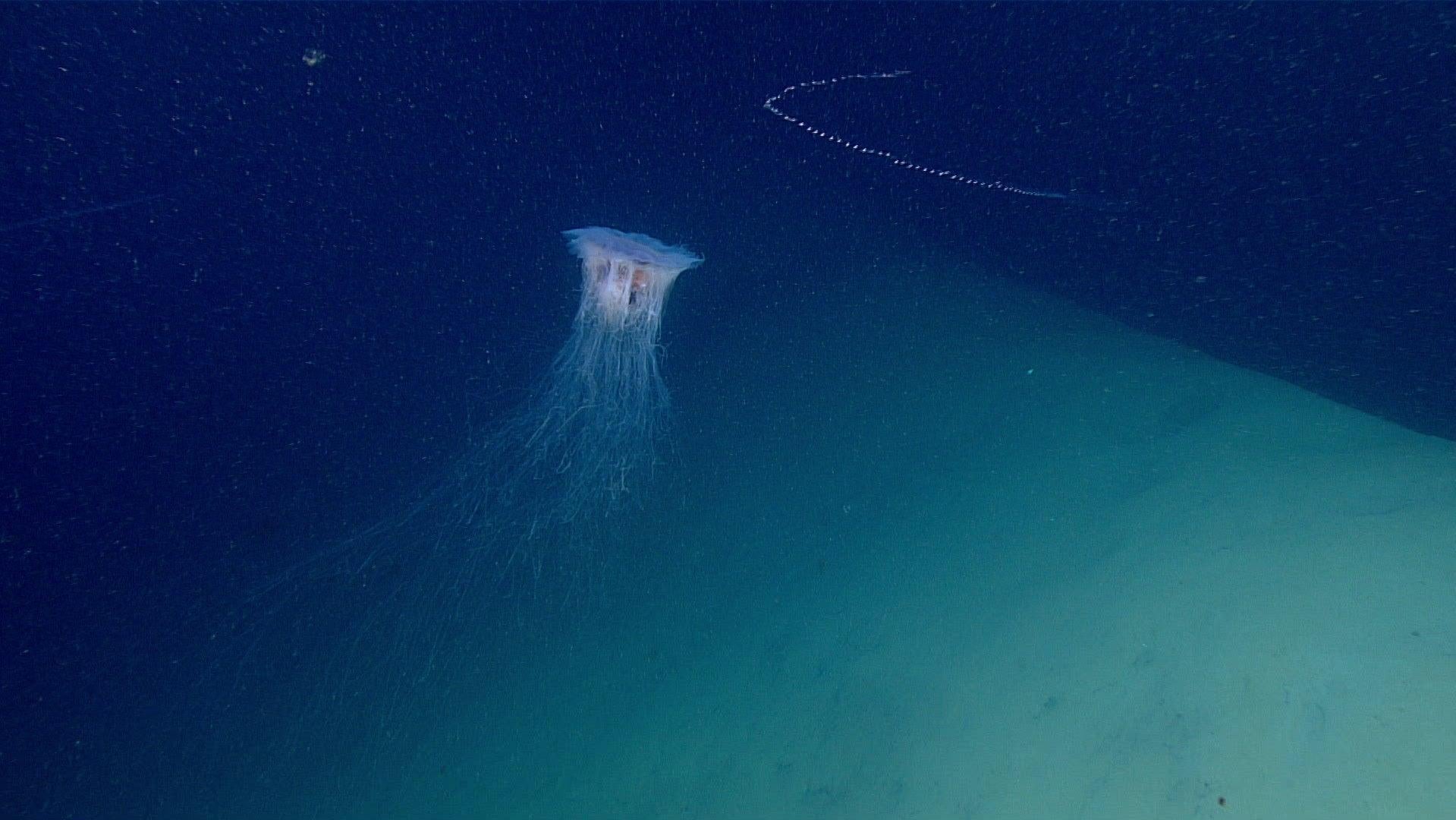 Photo: NOAA Ocean Exploration