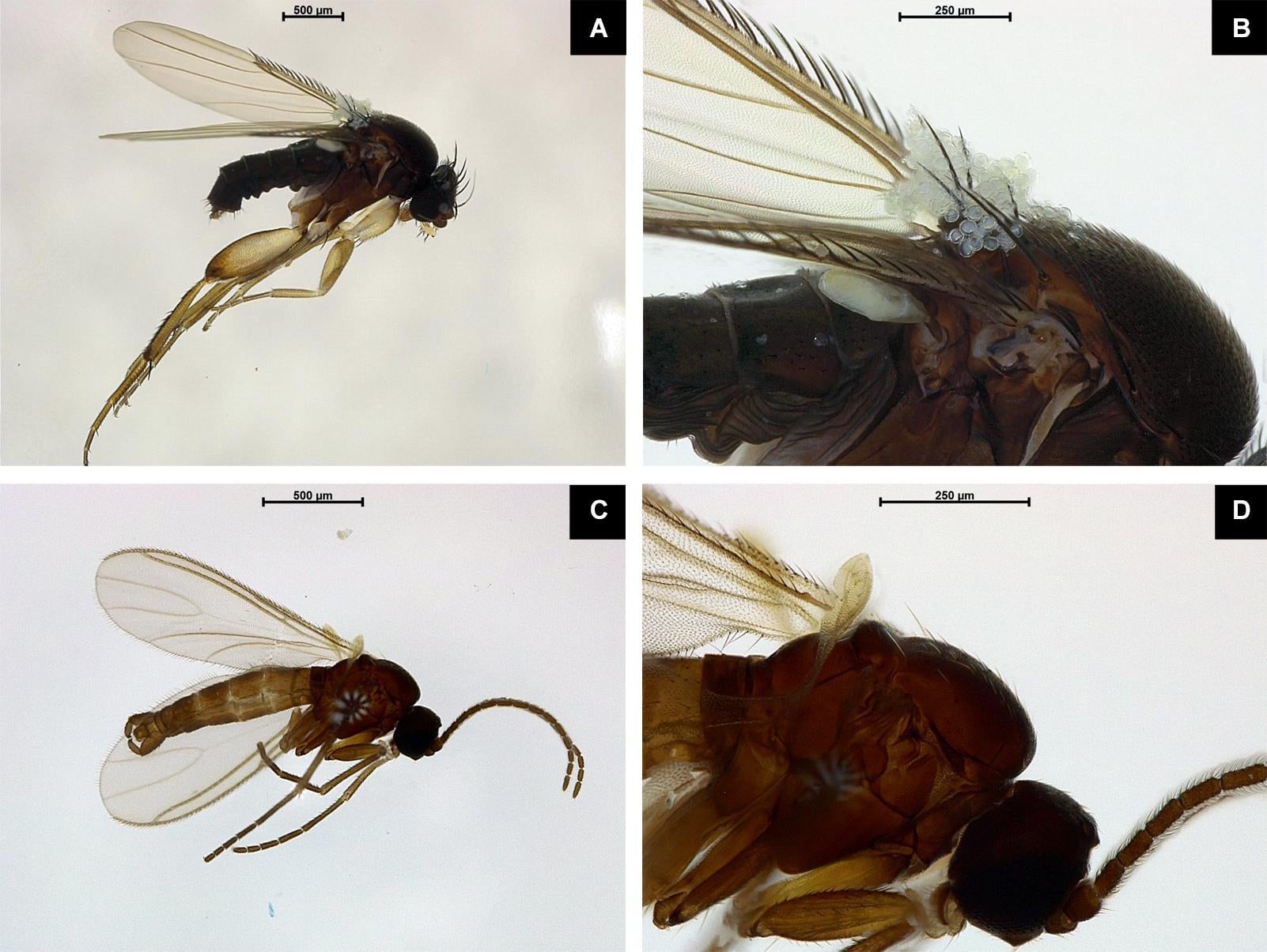 The flies that pollinate the ugly flower are also arguably ugly.