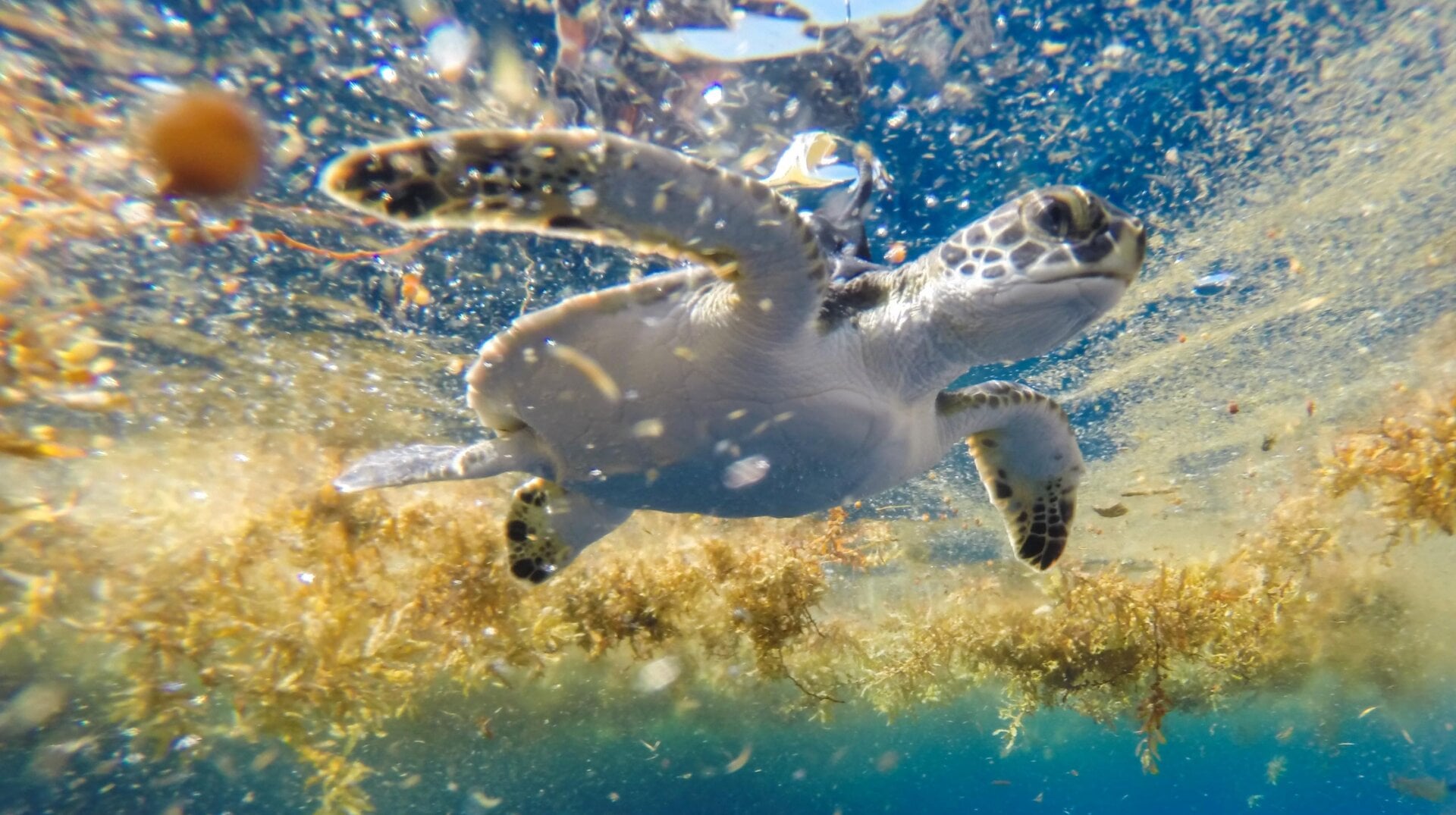 A tagged green sea turtle.