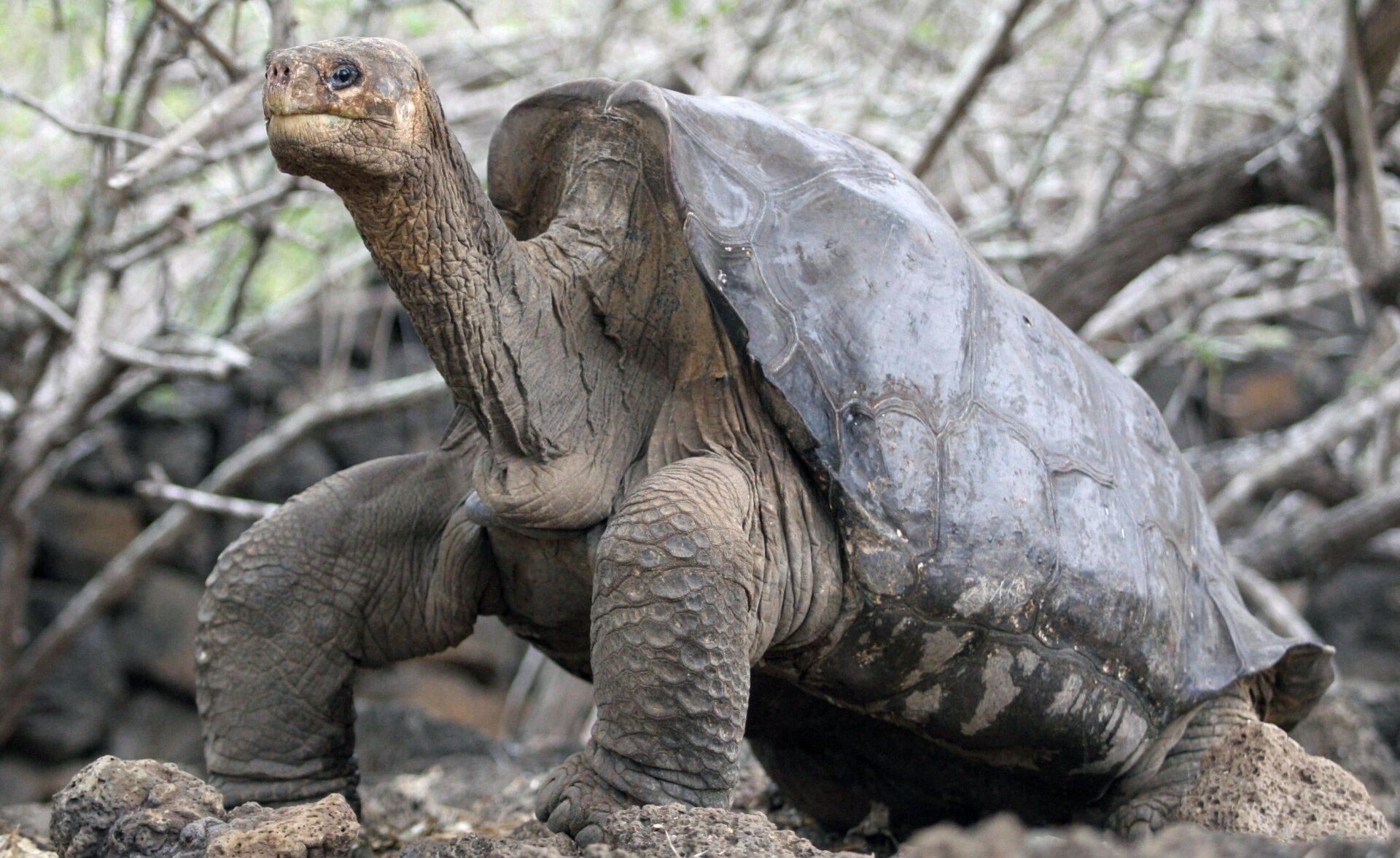 Lonesome George.
