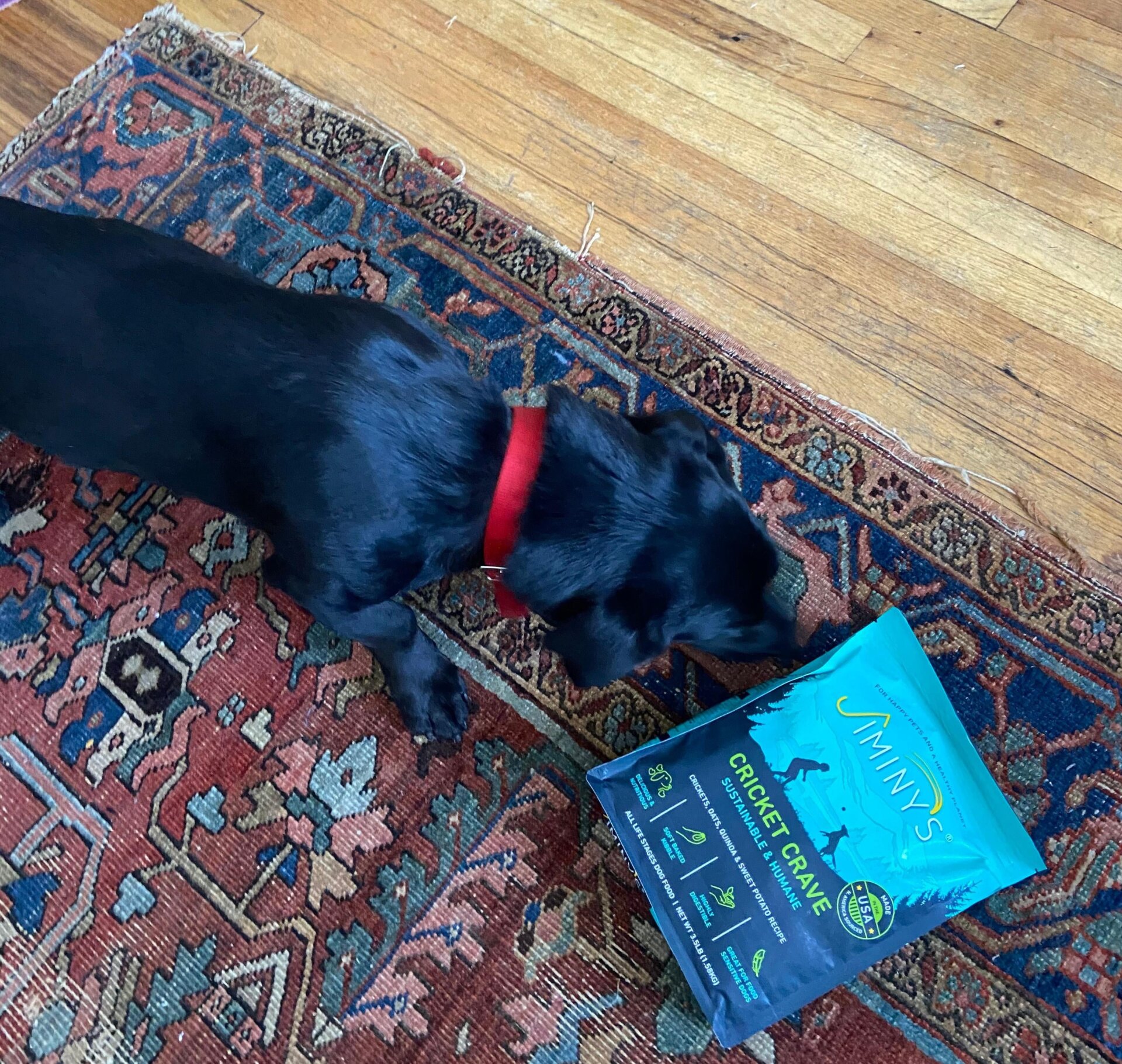 Inspecting his new breakfast.