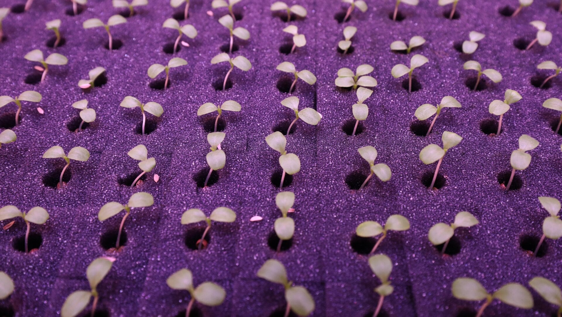 Vegetables grow at a Metro Farm inside Sangdo metro station on April 22, 2021 in Seoul, South Korea.