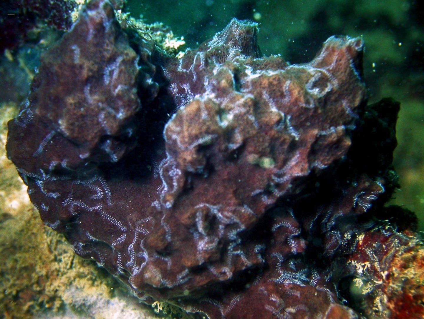 The host sponge (Petrosia) where several posterior ends of one specimen of the worm Ramisyllis multicaudata can be seen as white lines crawling on the sponge’s surface.