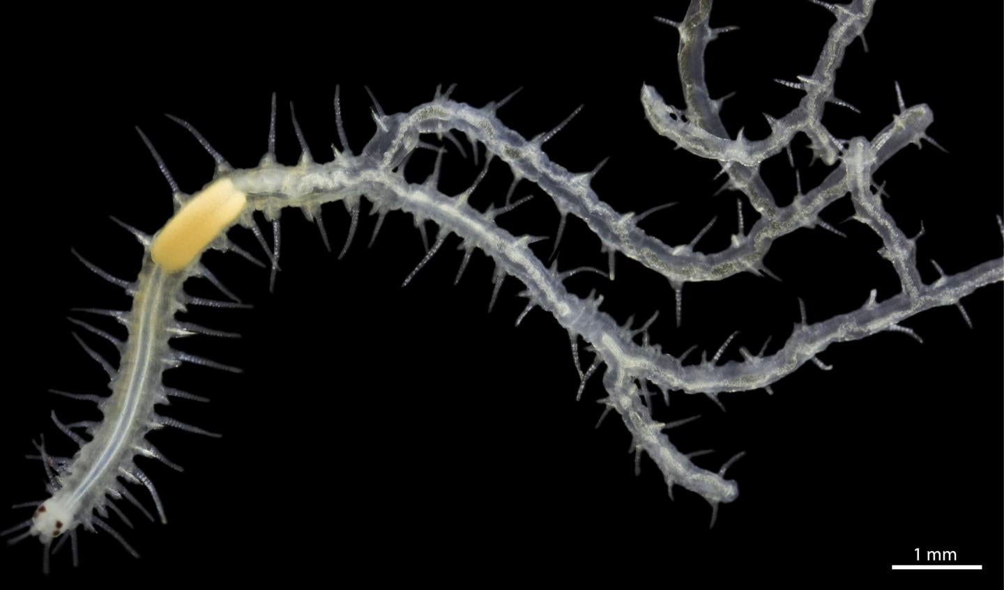 This branching worm (Ramisyllis multicaudata) was dissected out of its host sponge. Its lone head is visible at bottom left.