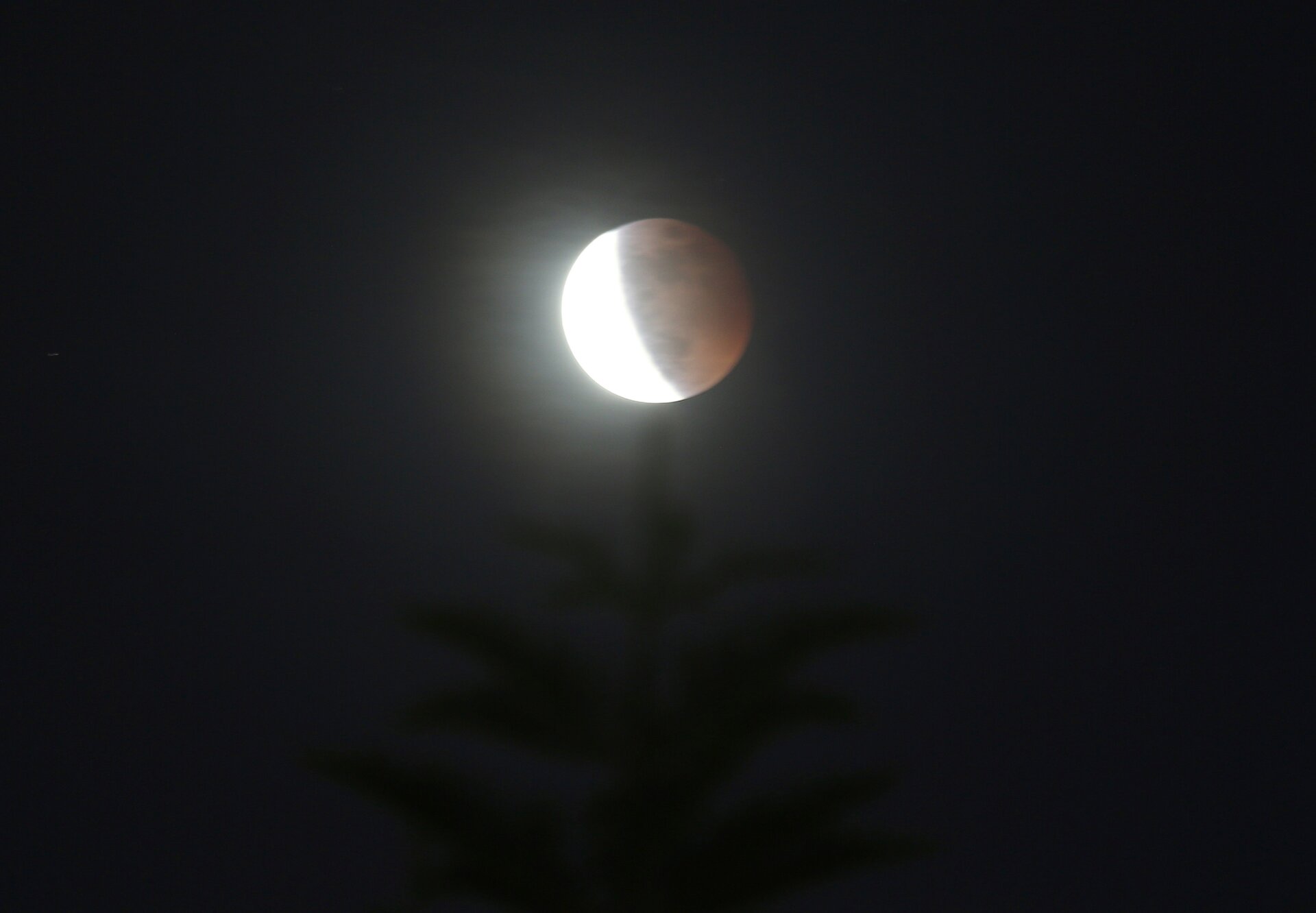 A full moon rises over a tree as a total lunar eclipse was taking place  on a cloudy day in Taipei, Taiwan, Wednesday, May 25, 2021.