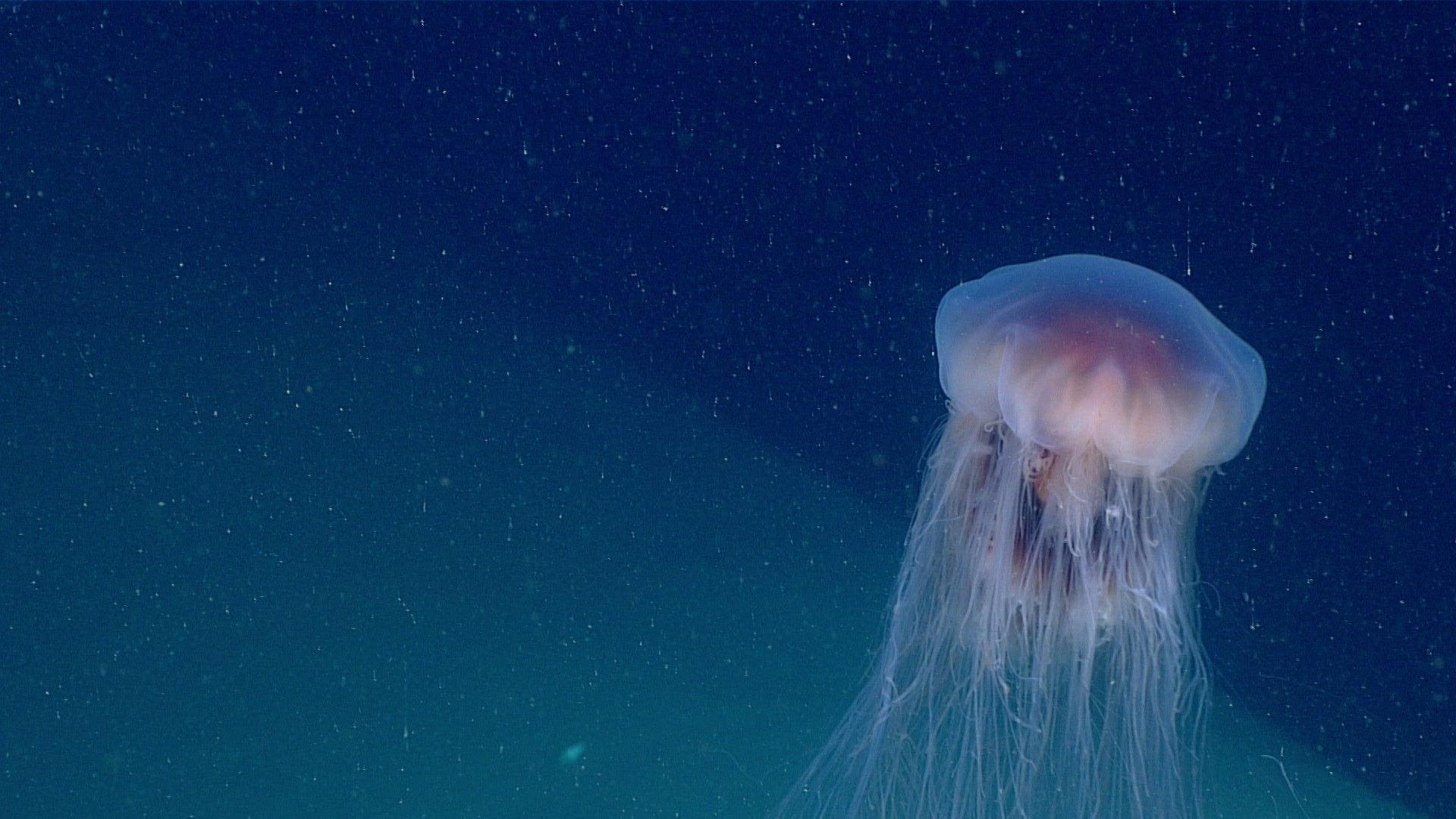 Photo: NOAA Ocean Exploration