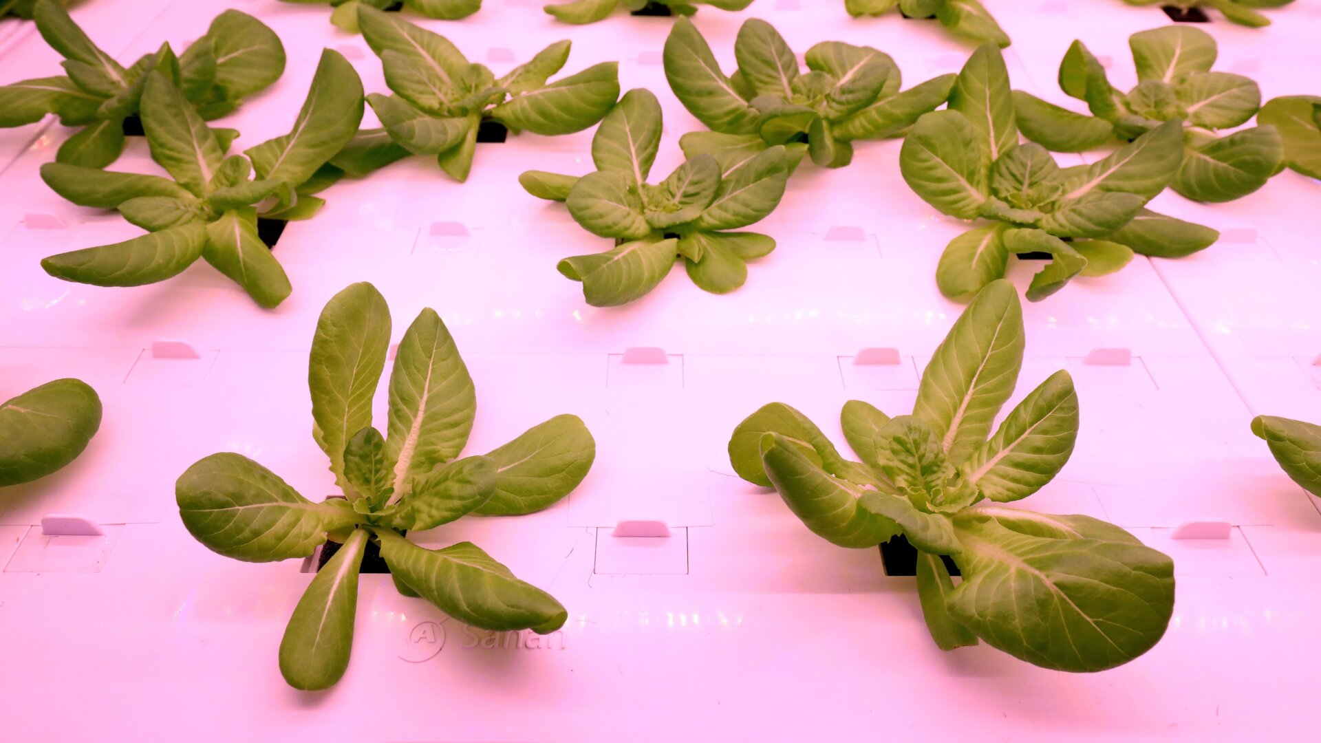 Photo: Chung Sung-Jun