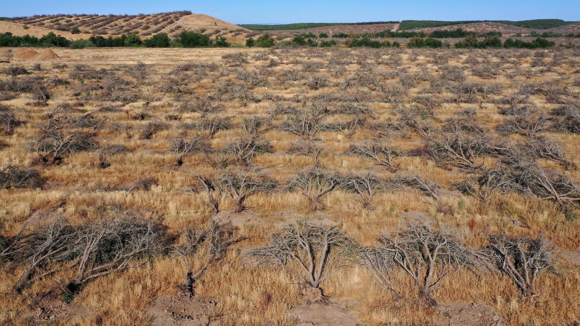 Some farmers are having to remove crops that require excessive watering due to a shortage of water in the Central Valley.