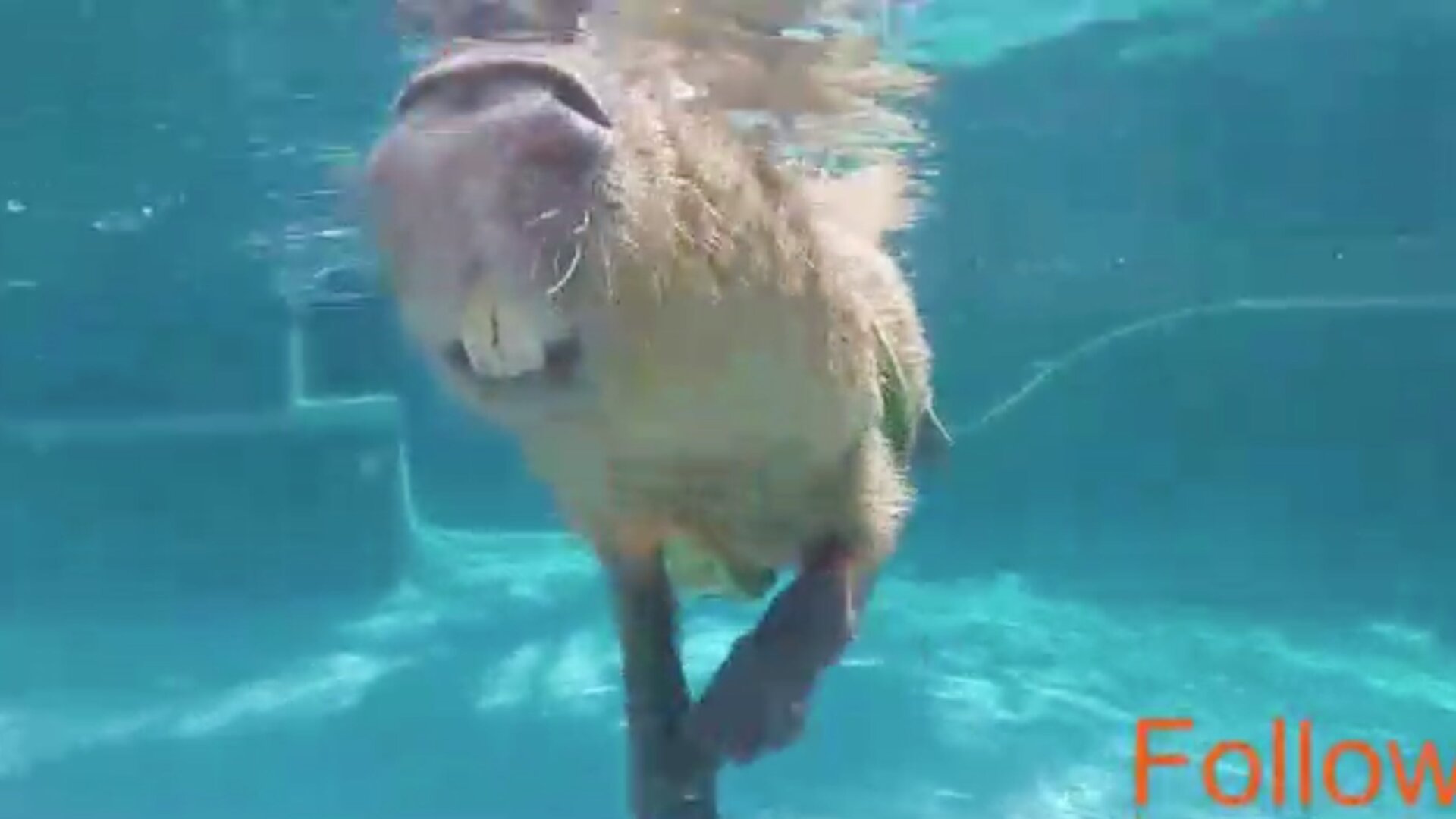 Screenshot: Anarcoma