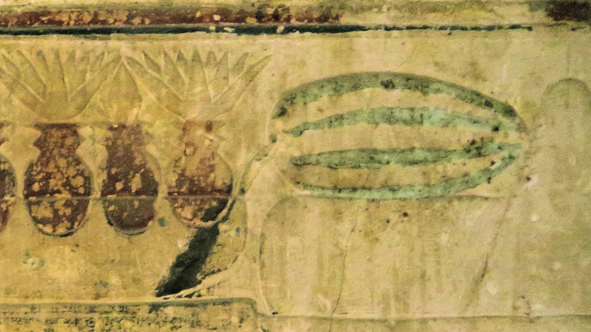 Iconography in an Egyptian tomb depicted a melon of unknown species.