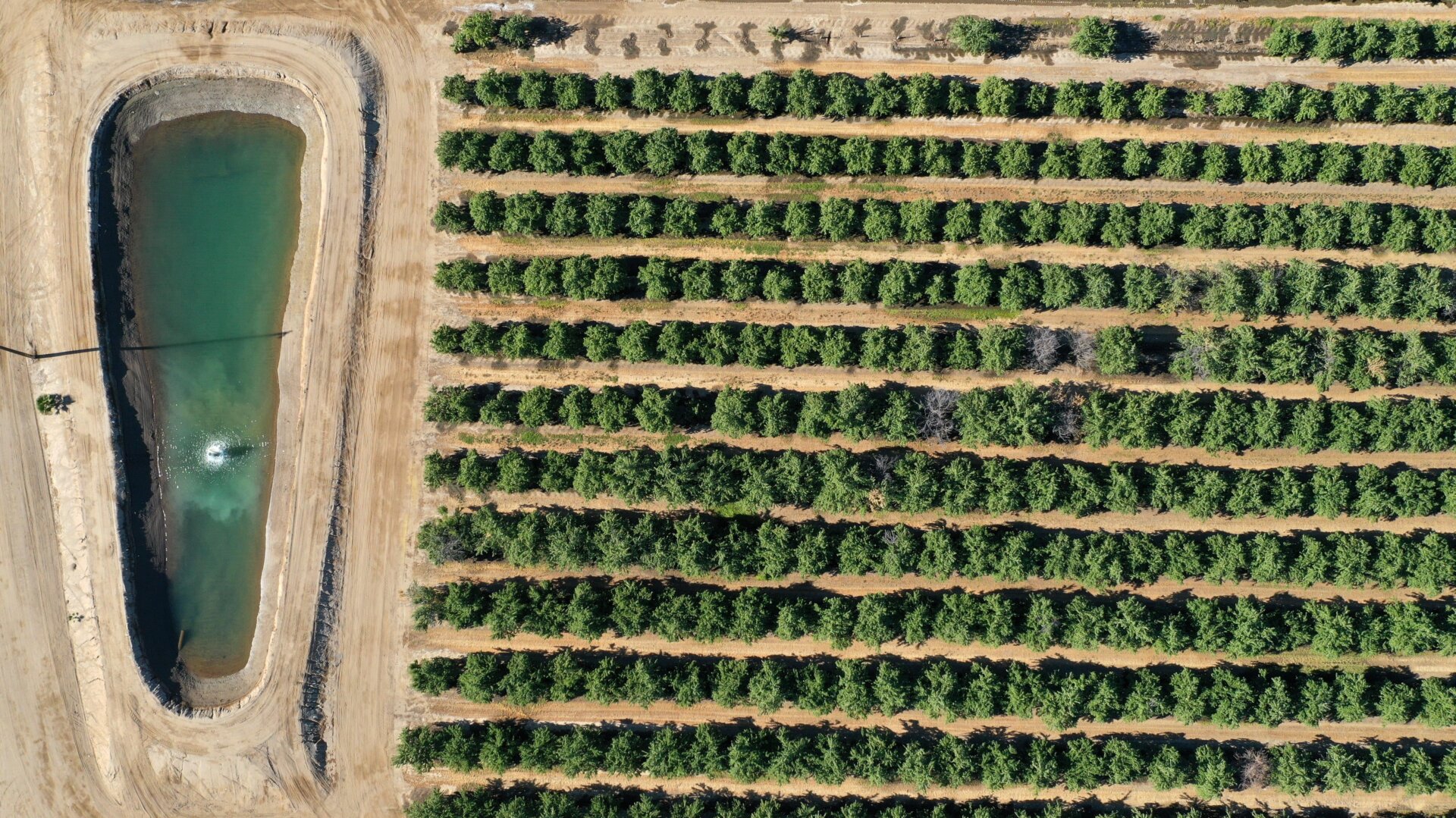 An irrigation pond next to an almond orchard in Chowchilla, California.
