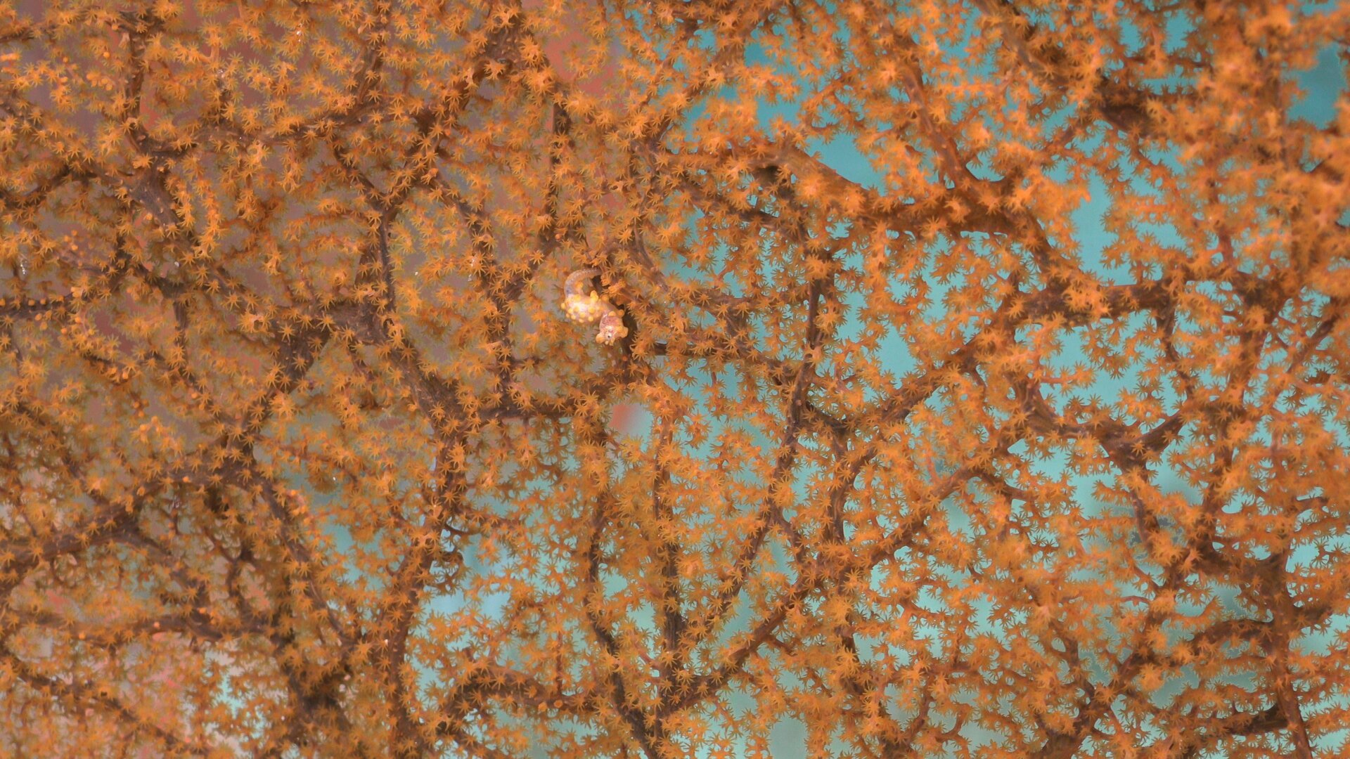 A pygmy seahorse hanging out on a coral.