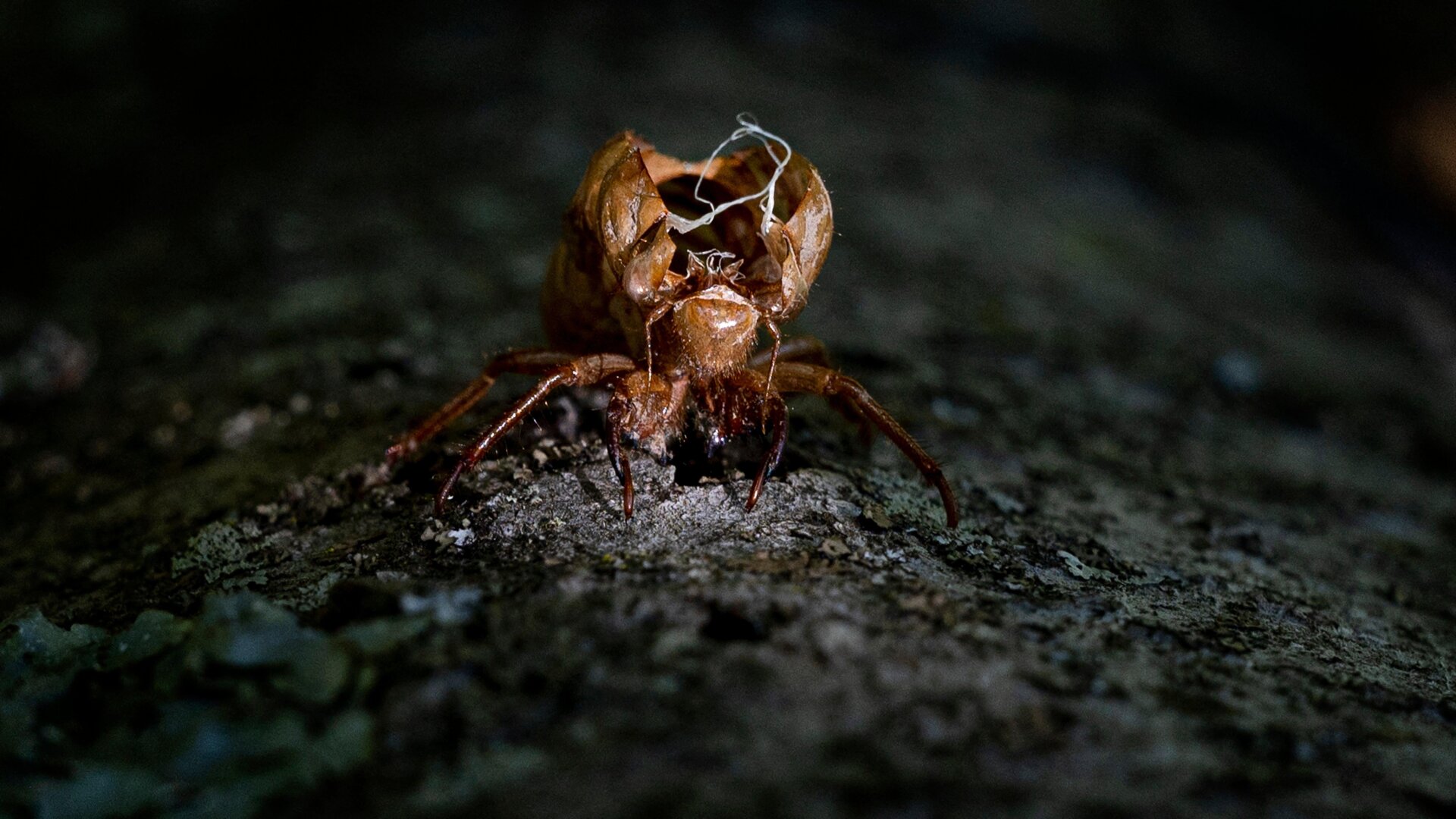 Photo: Andrew Caballero-Reynolds/AFP