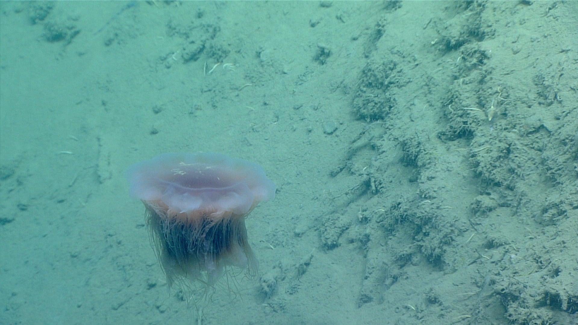 Photo: NOAA Ocean Exploration