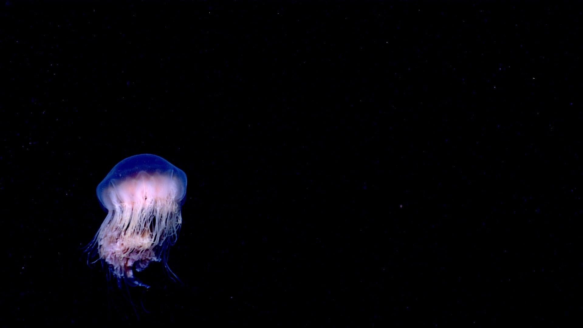 Photo: NOAA Ocean Exploration