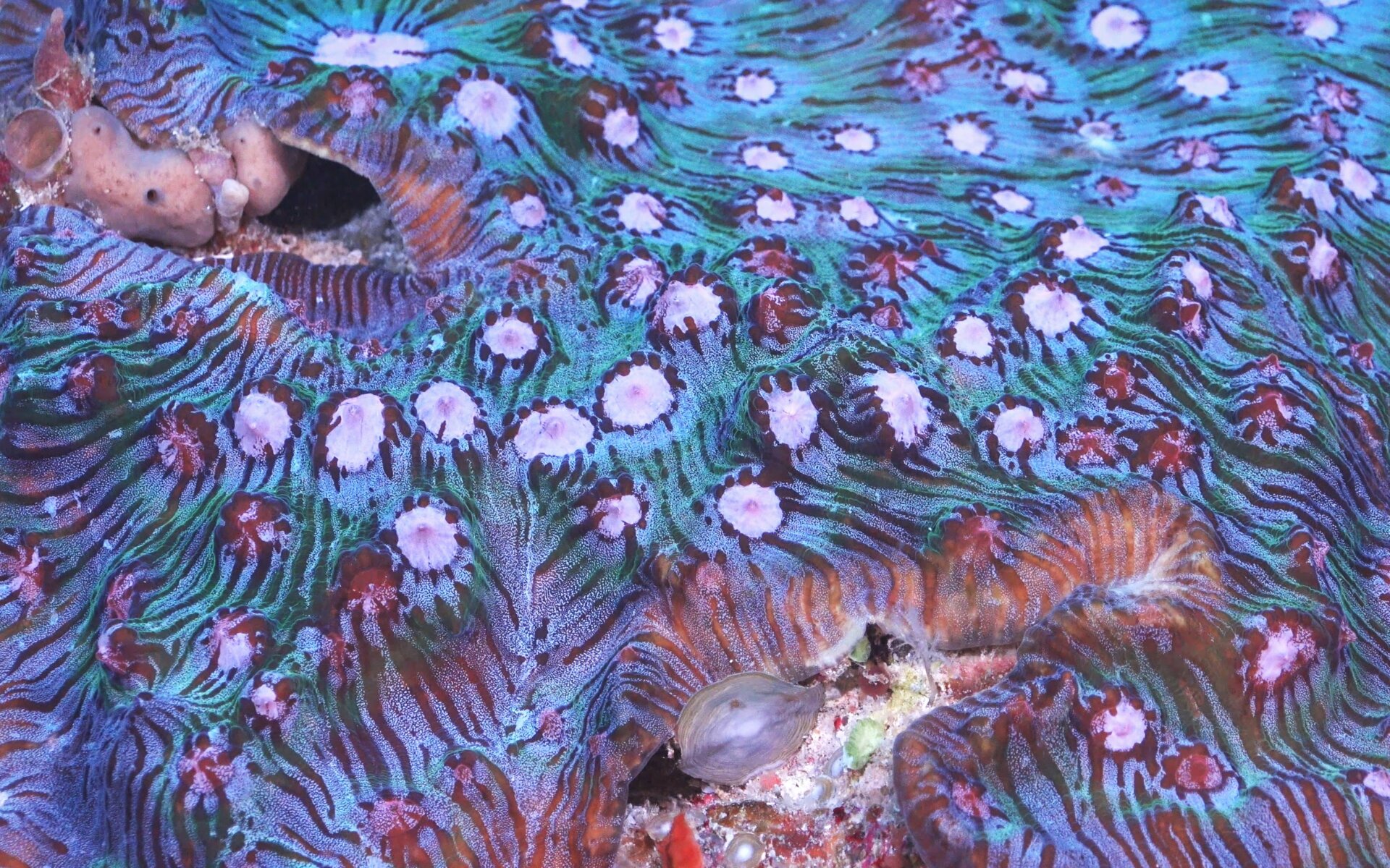 A hard coral captured by the robot camera.