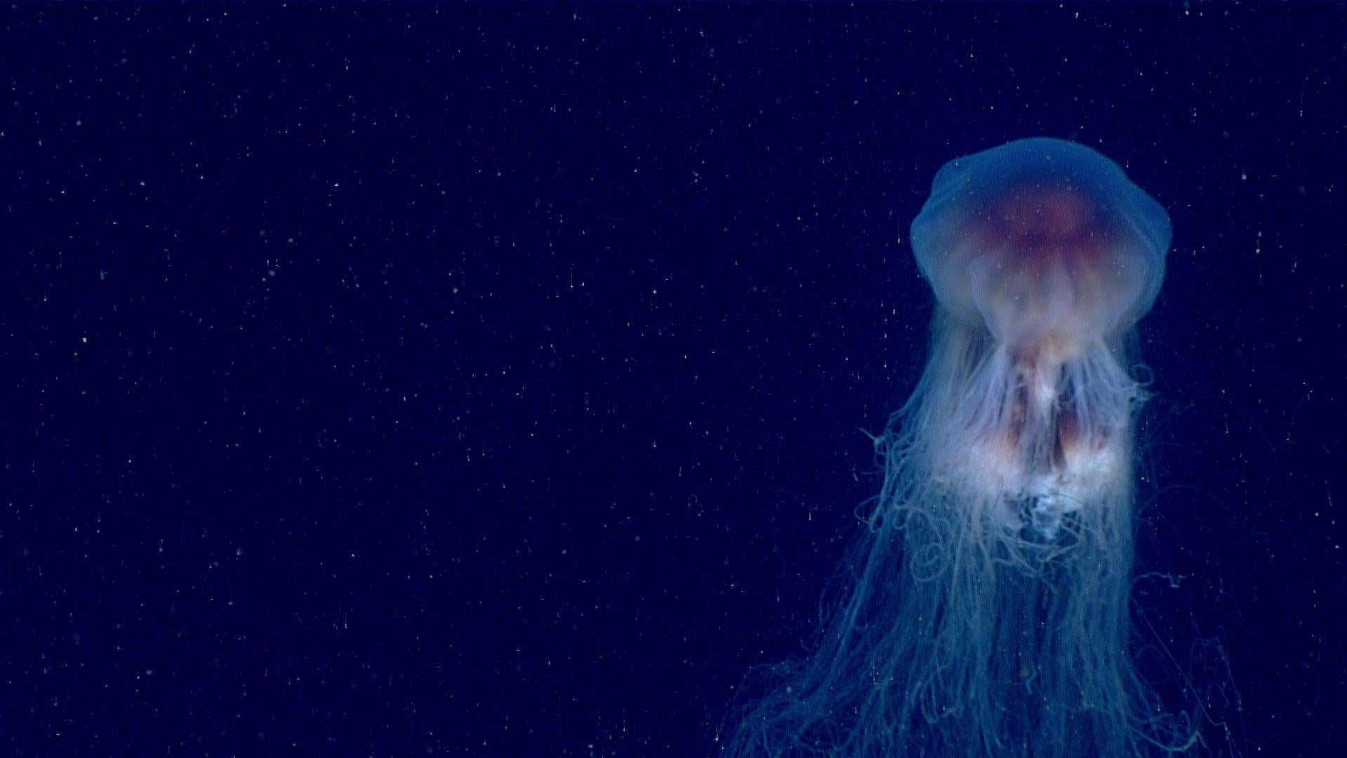 Photo: NOAA Ocean Exploration