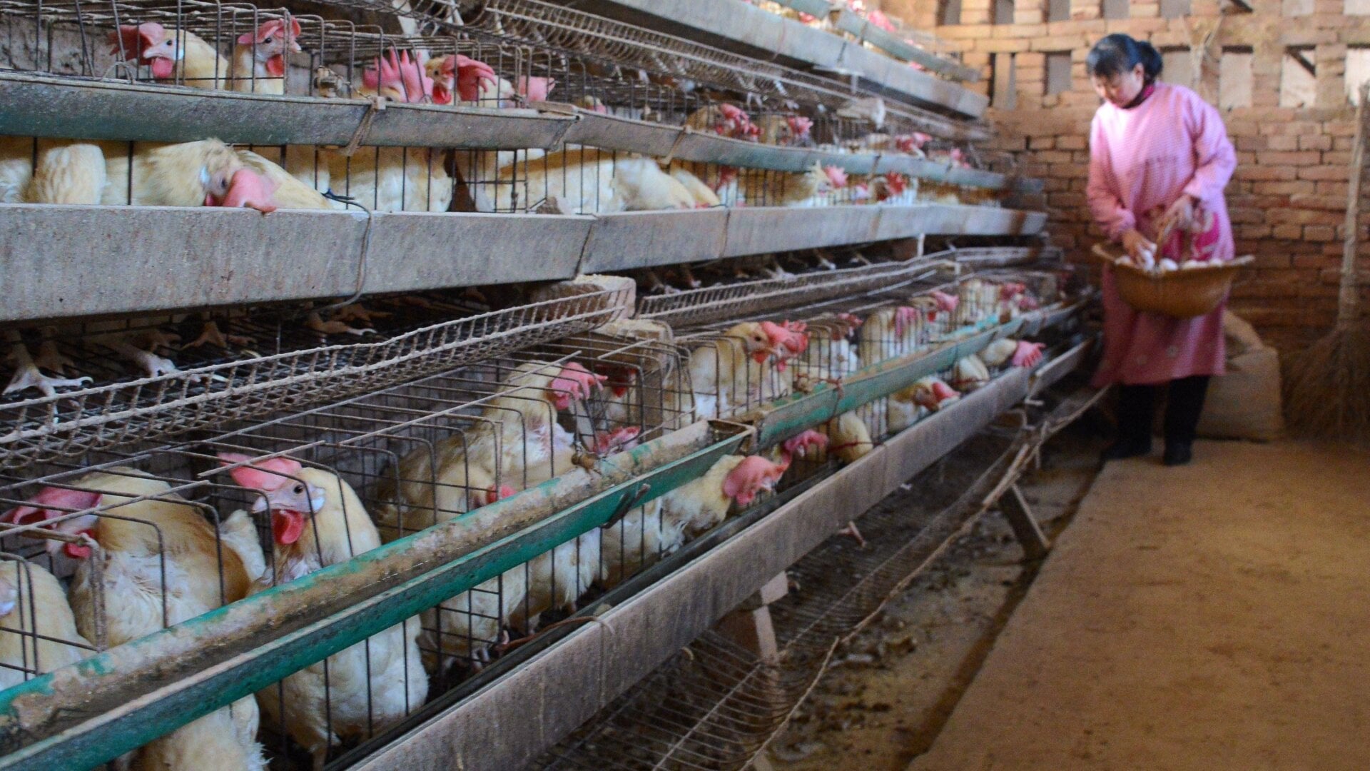 A Chinese poultry farmer picking eggs at a farm in Liaocheng in China’s Shandong province.