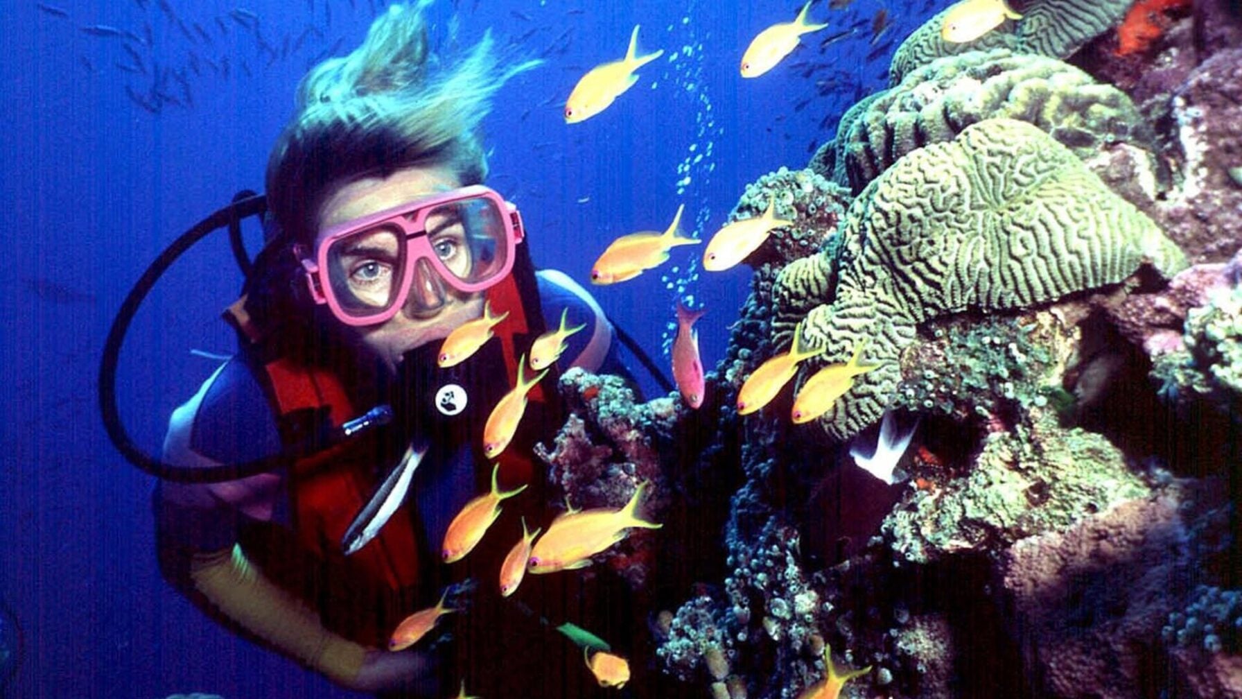 UN Says the Great Barrier Reef Is 'In Danger,' Causing Australia to ...