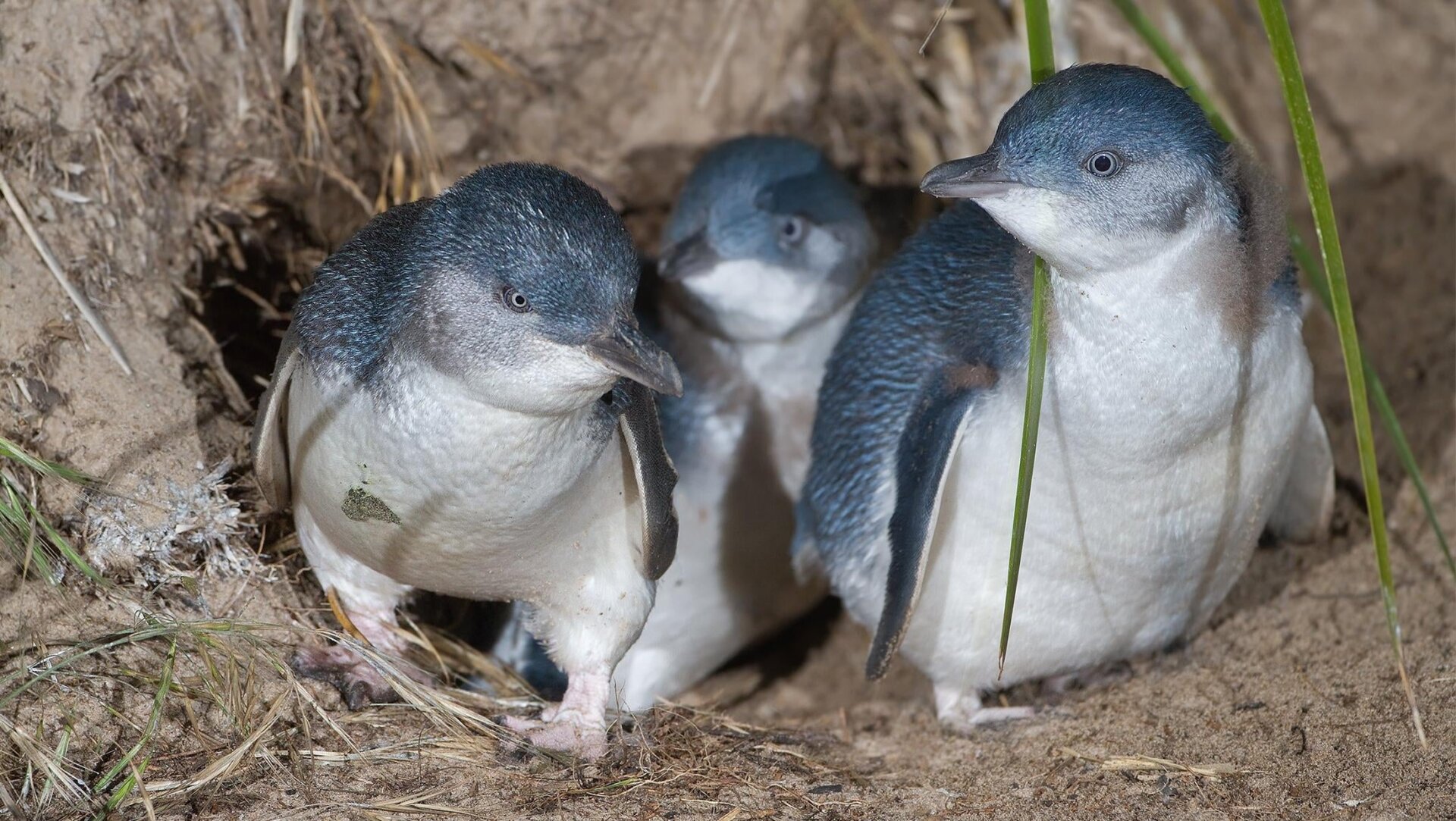 Little penguins, such as these on Bruny Island, have disappeared from Maria Island.