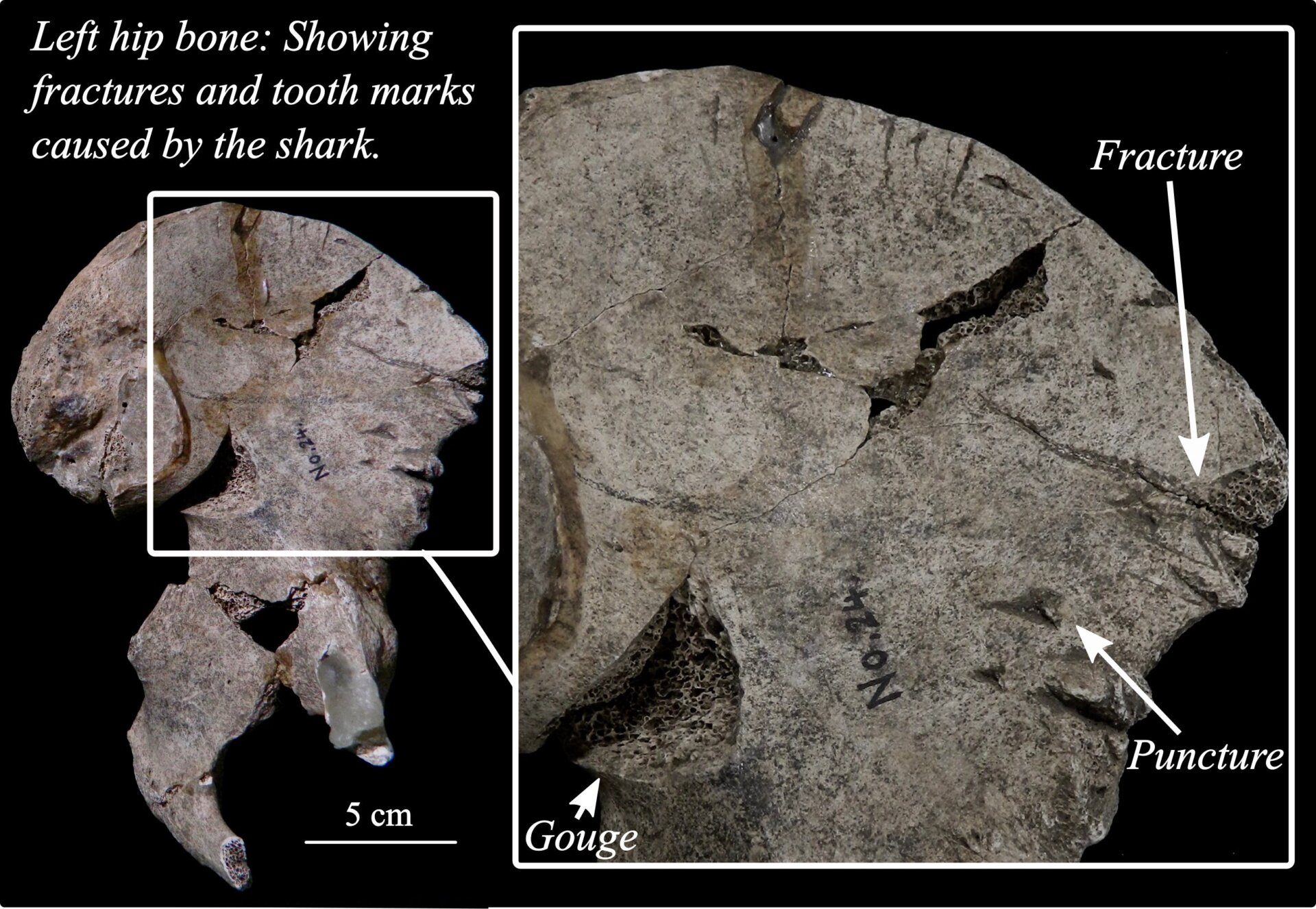 Image: J. Alyssa White/Laboratory of Physical Anthropology, Kyoto University