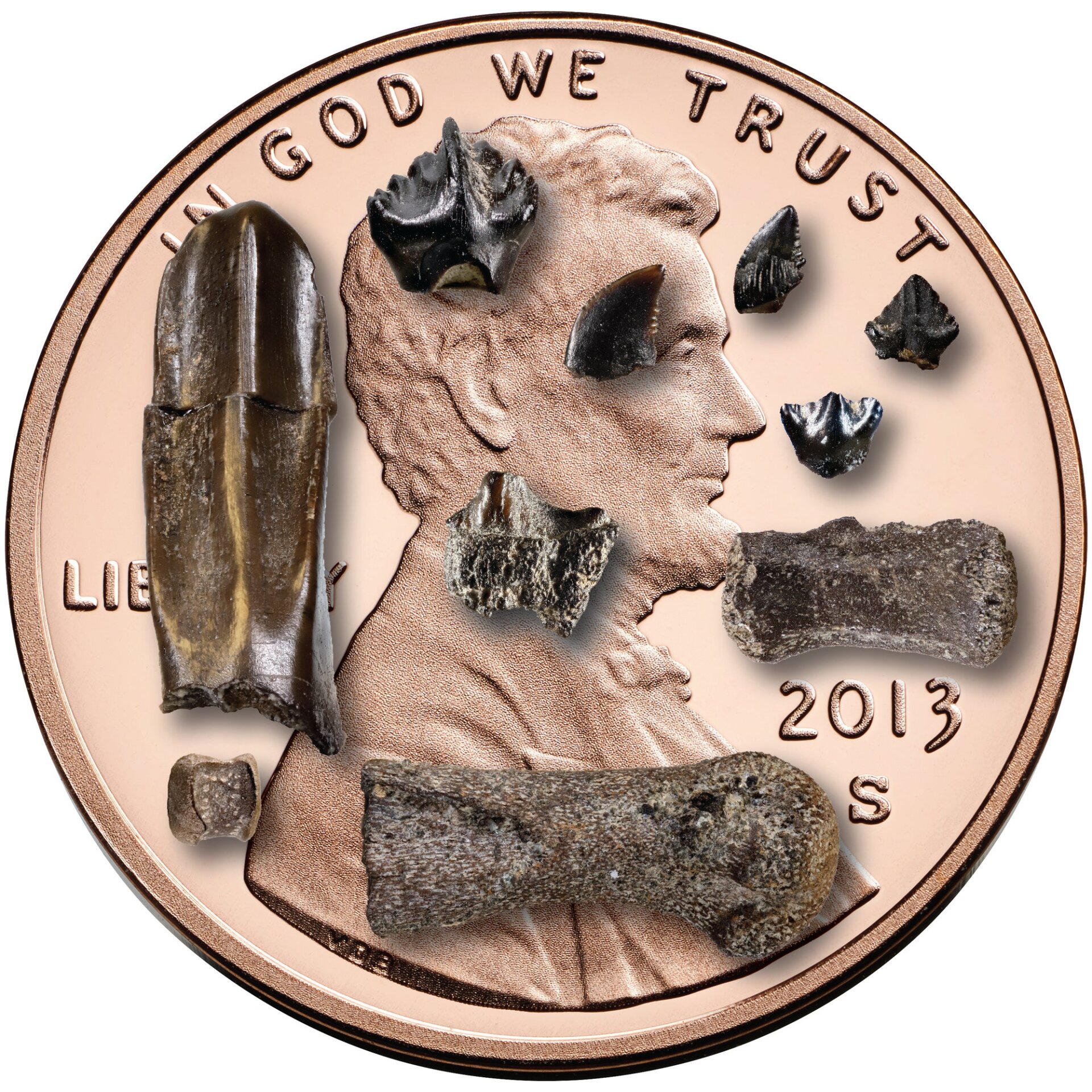 Baby dinosaur bones and teeth, superimposed on a penny for scale.