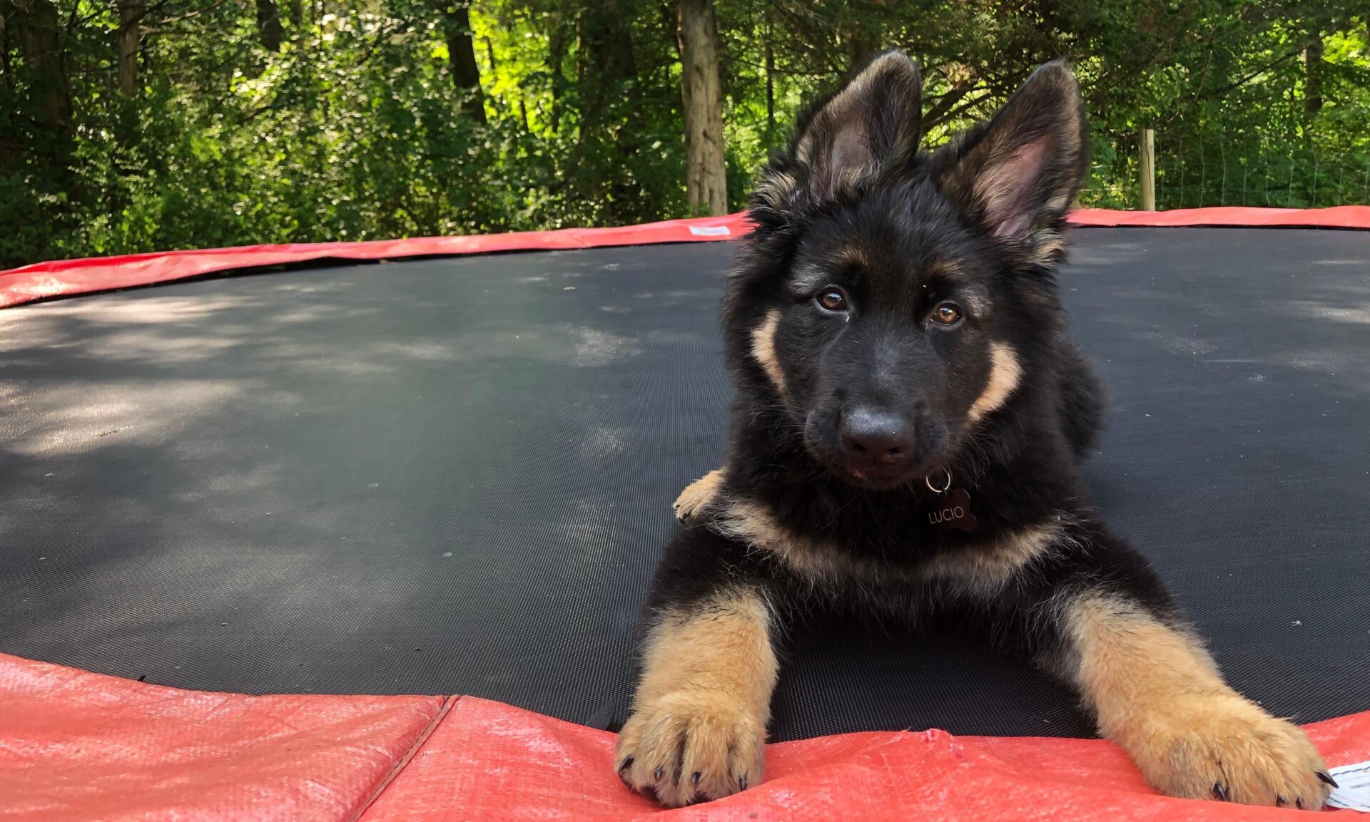 Gizmodo pup Lucio, who failed out of guide dog school.