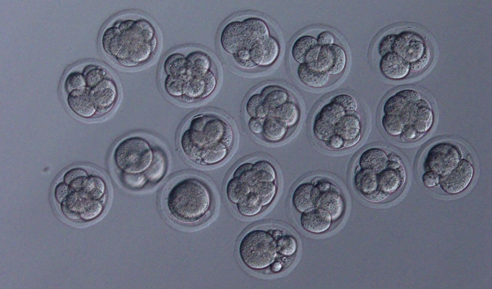 Embryos cultured to demonstrate whether those embryos can develop normally. This image shows good quality 8-cell stage embryos derived from the space sperm.