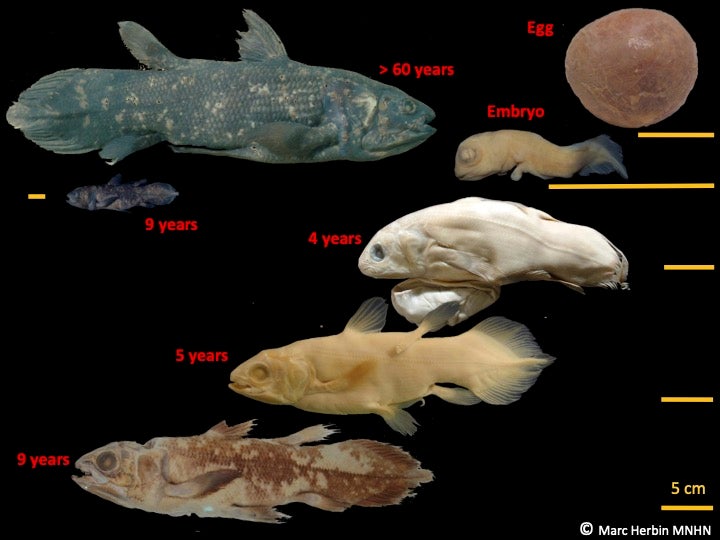 The coelacanth development stages.