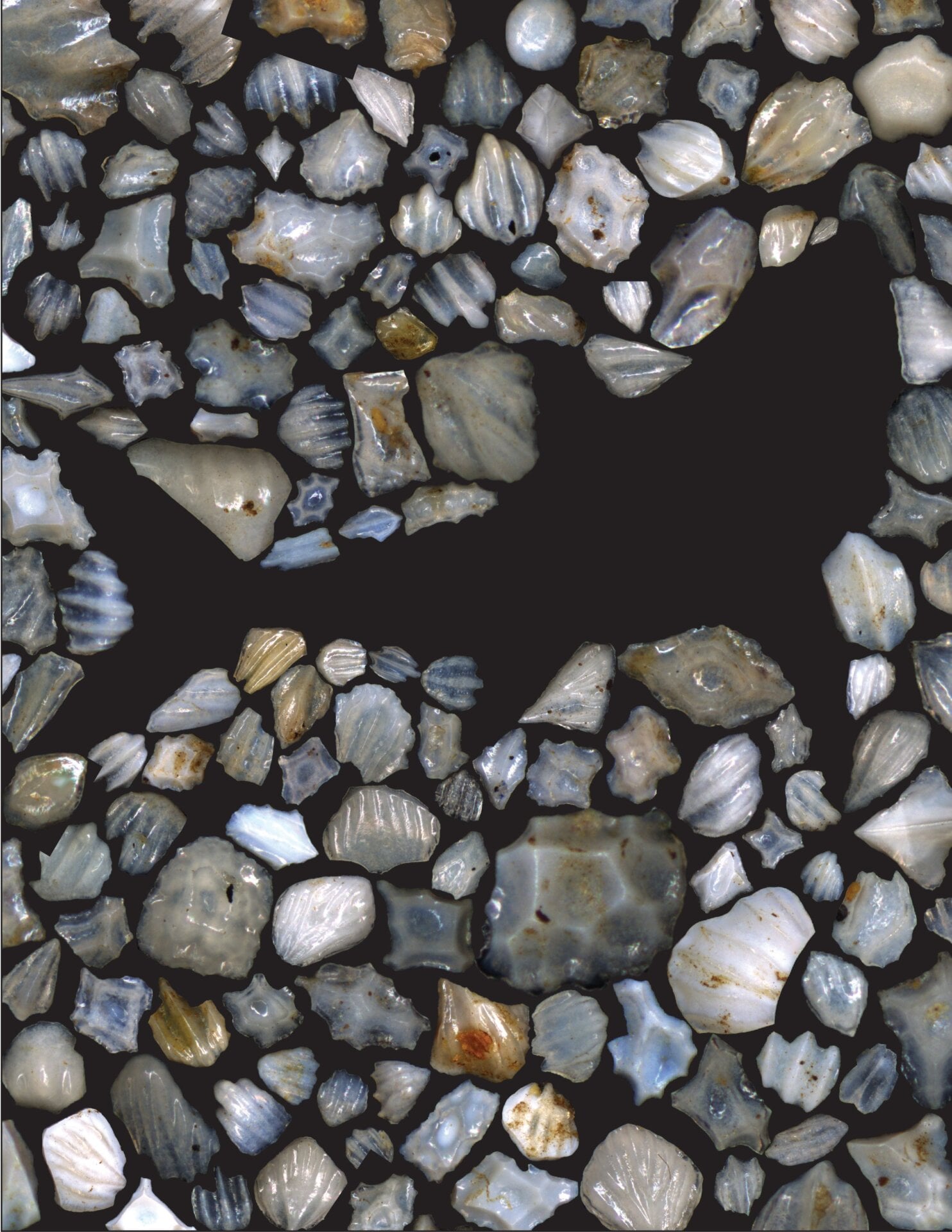 The silhouette of a shark appears amid a cluster of dermal denticles. 