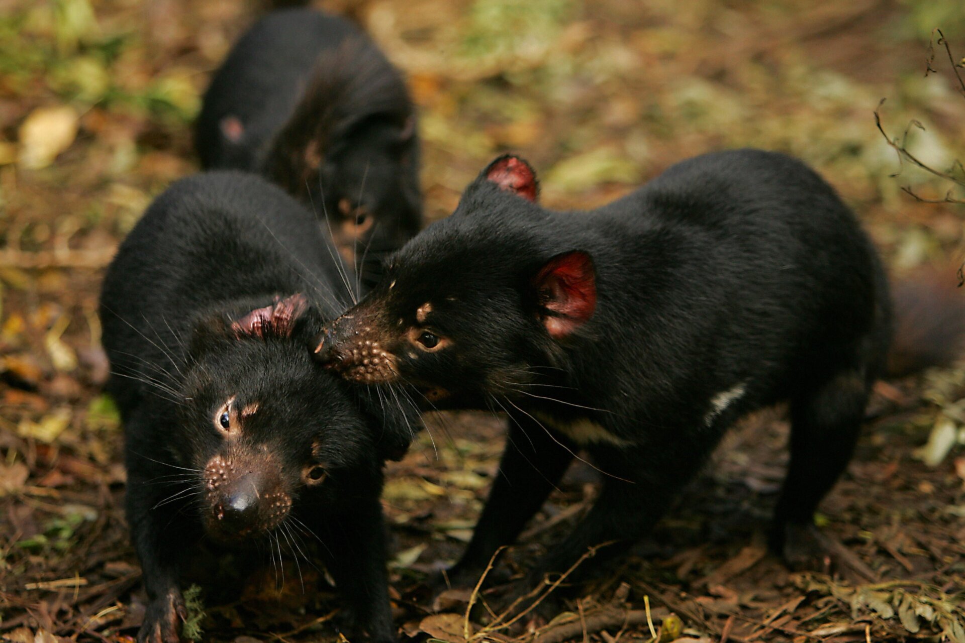 Devils spread their facial disease through biting one another in social and mating scenarios.