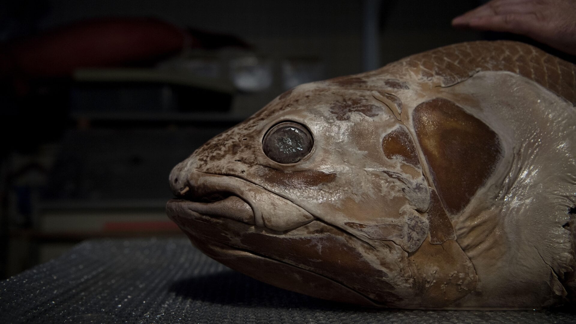 A coelacanth from Paris’ Museum d’Histoire Naturelle, from which the team sourced some of its scales.