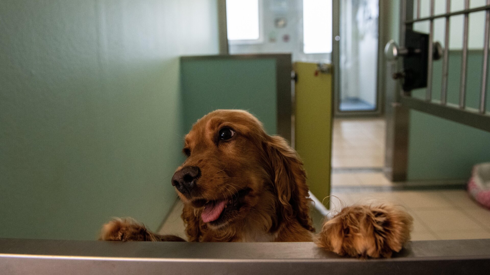 An illegally imported cocker spaniel puppy in a kennel at a Dogs Trust rehoming facility on May 6, 2021, in an unspecified location in the United Kingdom.