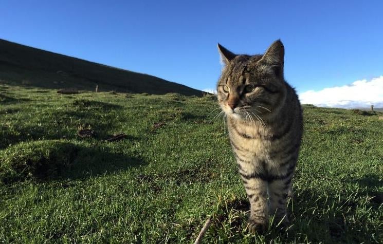 Feral cats like this one can mate with the wildcats, altering their genetics.
