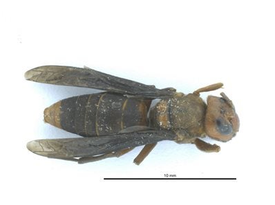 The found murder hornet body.