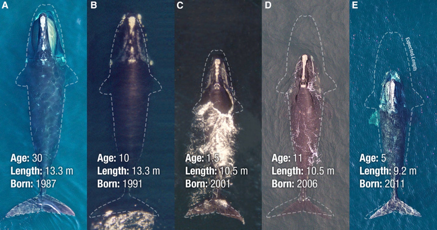             A scaled photo illustration comparing the body lengths of five North Atlantic right whales. The dashed outline in each panel represents the median model-estimated body length for a whale of the same age born in 1981.         