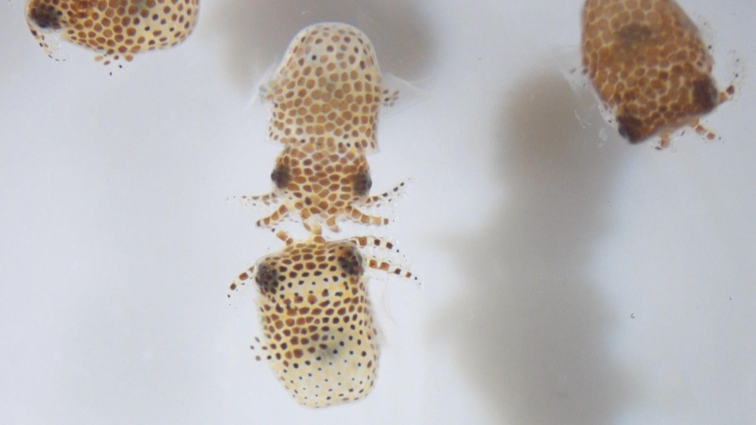 Baby bobtail squid shortly after hatching.