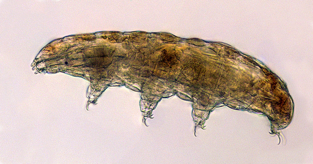 Microscopic image of a tardigrade. 