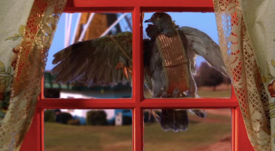 Pidge, the pigeon, smashed into a window.