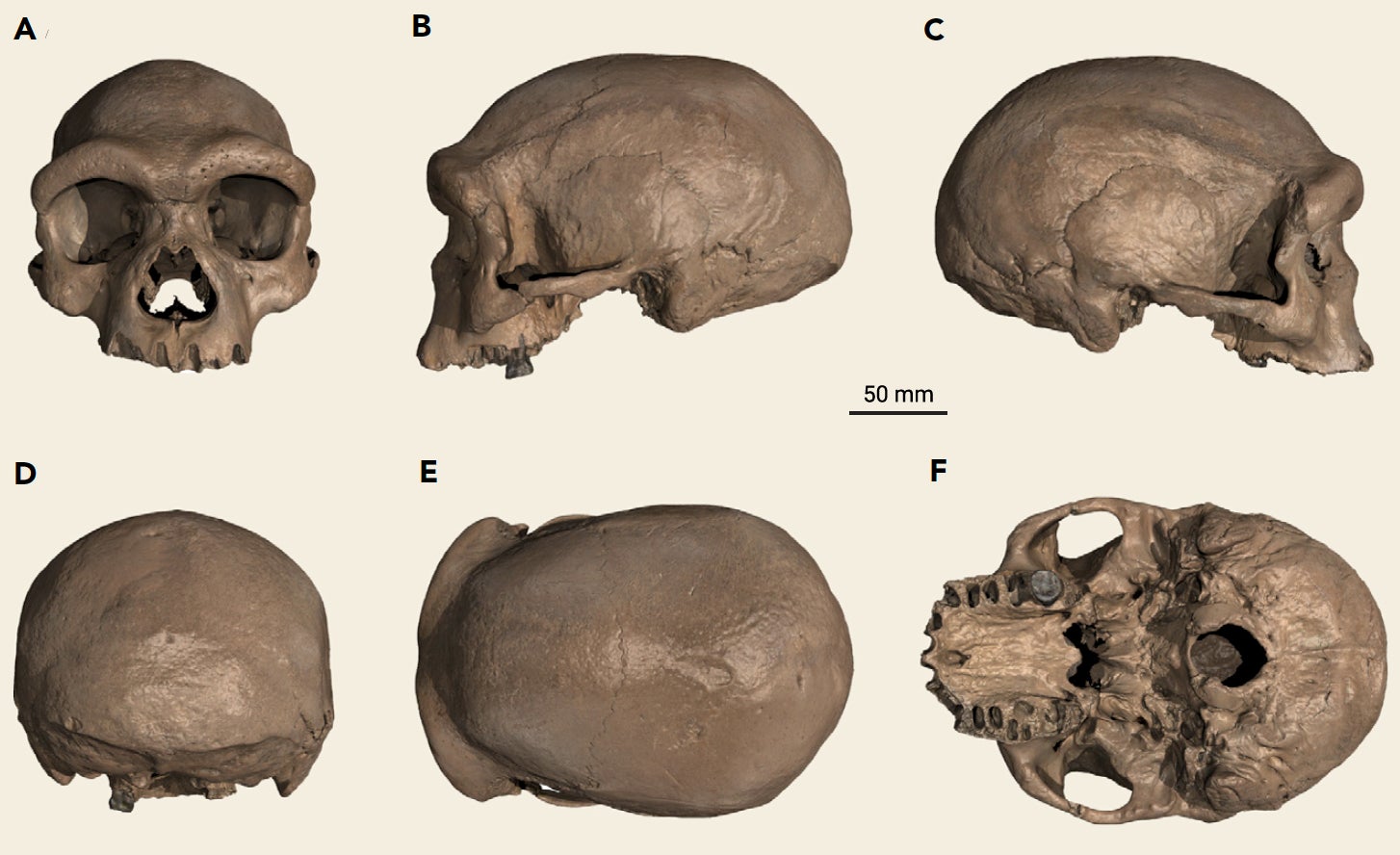 Digital reconstruction showing the Harbin skull from multiple angles.