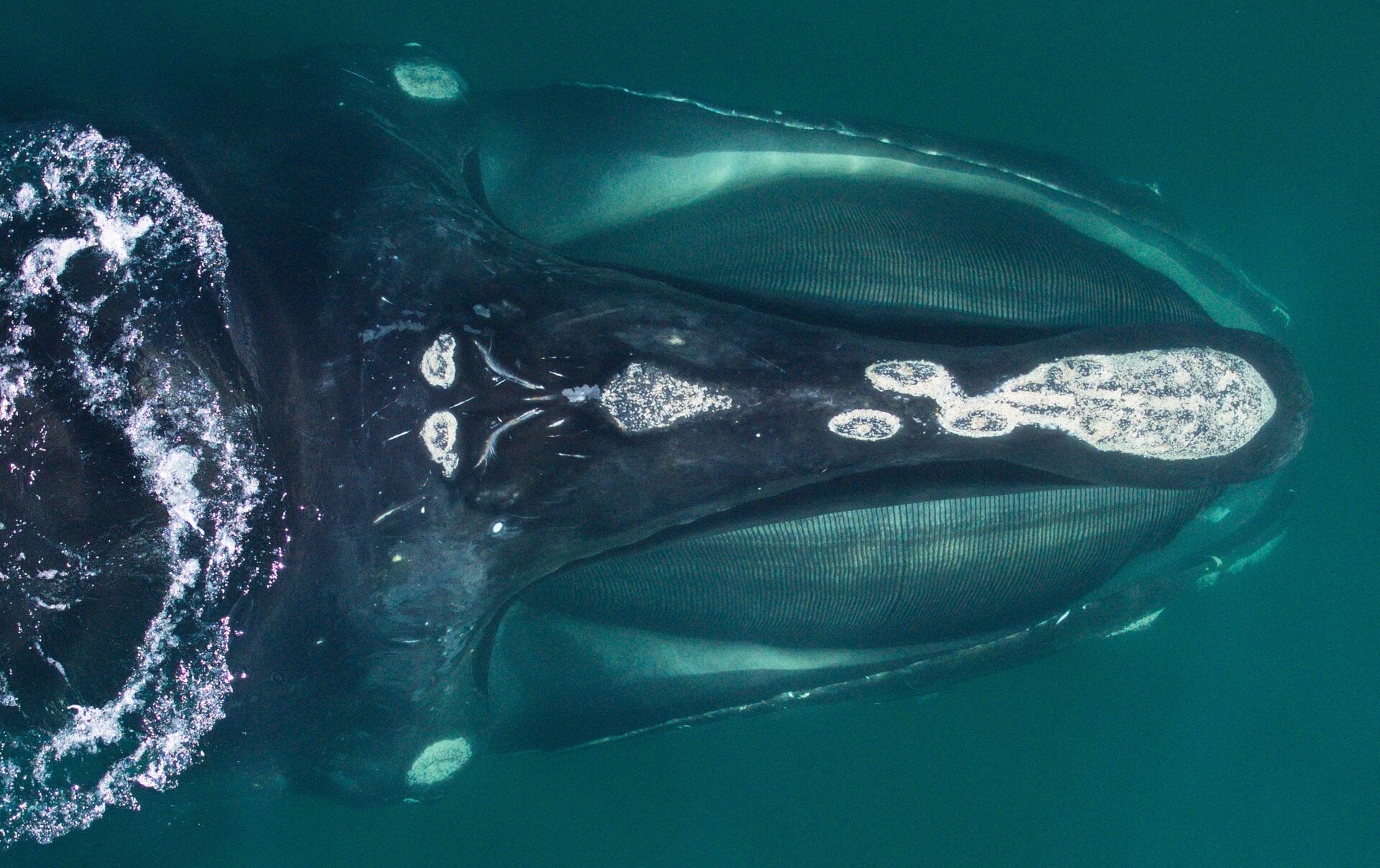 A North Atlantic right whale in Cape Cod Bay. The callosity patterns on each whale’s head are unique and allow for identification, along with tracking of impacts such as entanglements and vessel strikes, reproductive histories, and ages of individual whales.