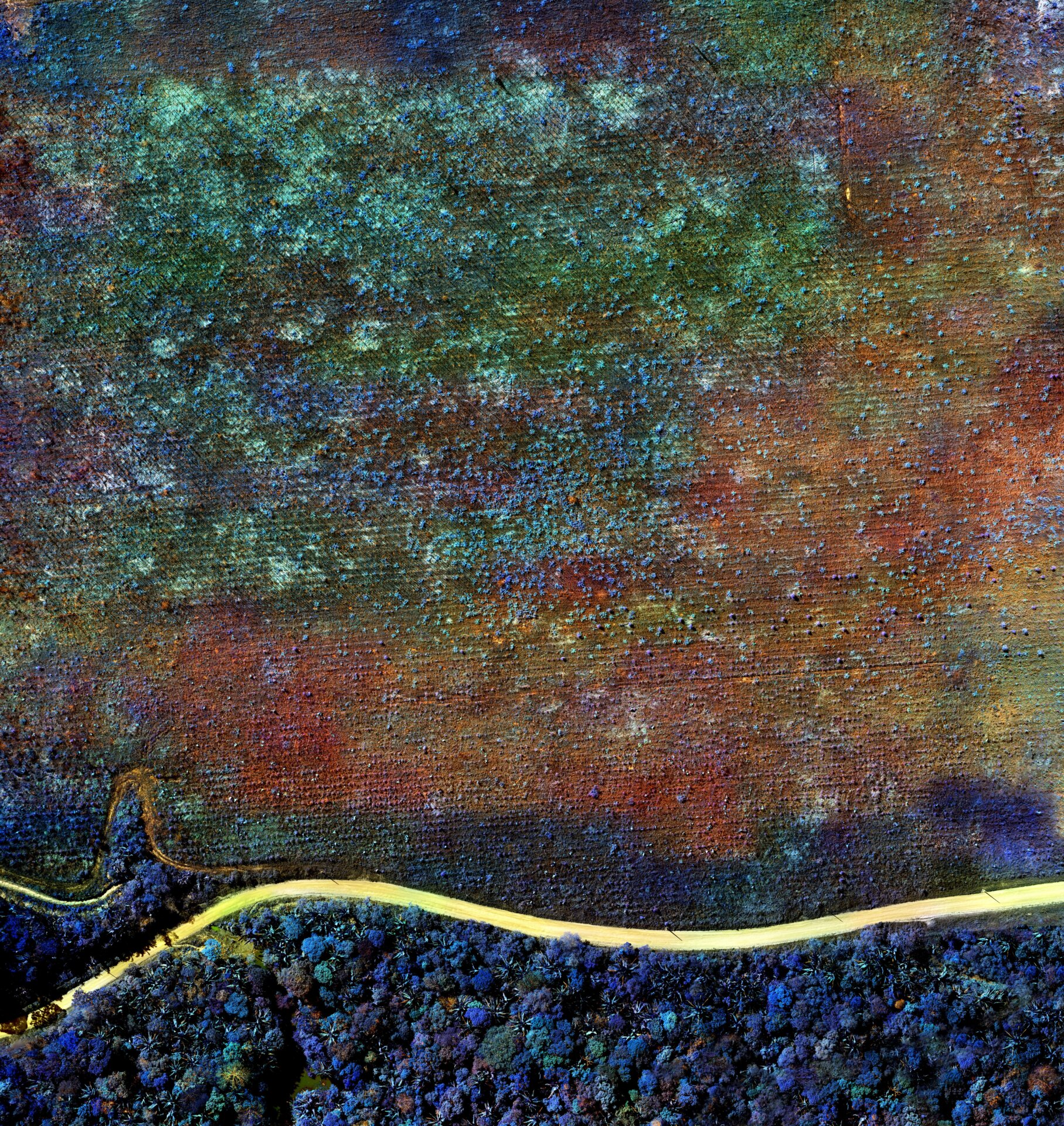 Burnt Eucaplyptus Plantation, Rondônia by Richard Mosse. 2020.